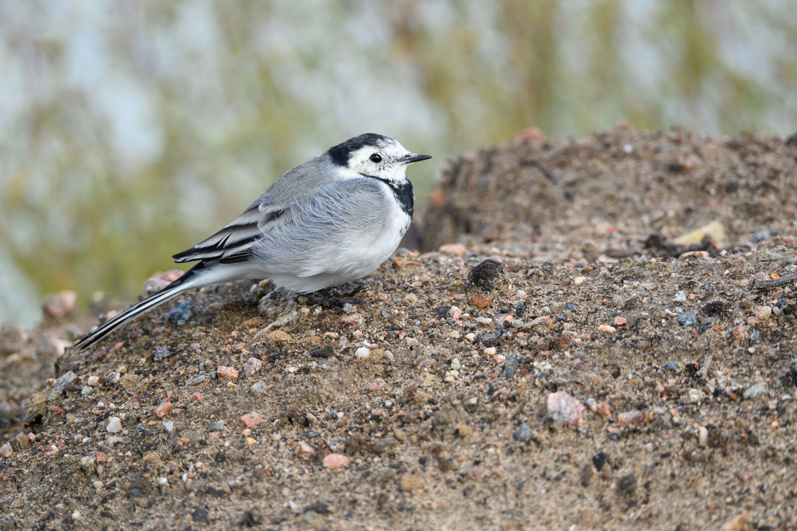Nikon Z8 sample photo. Curious wagtail photography