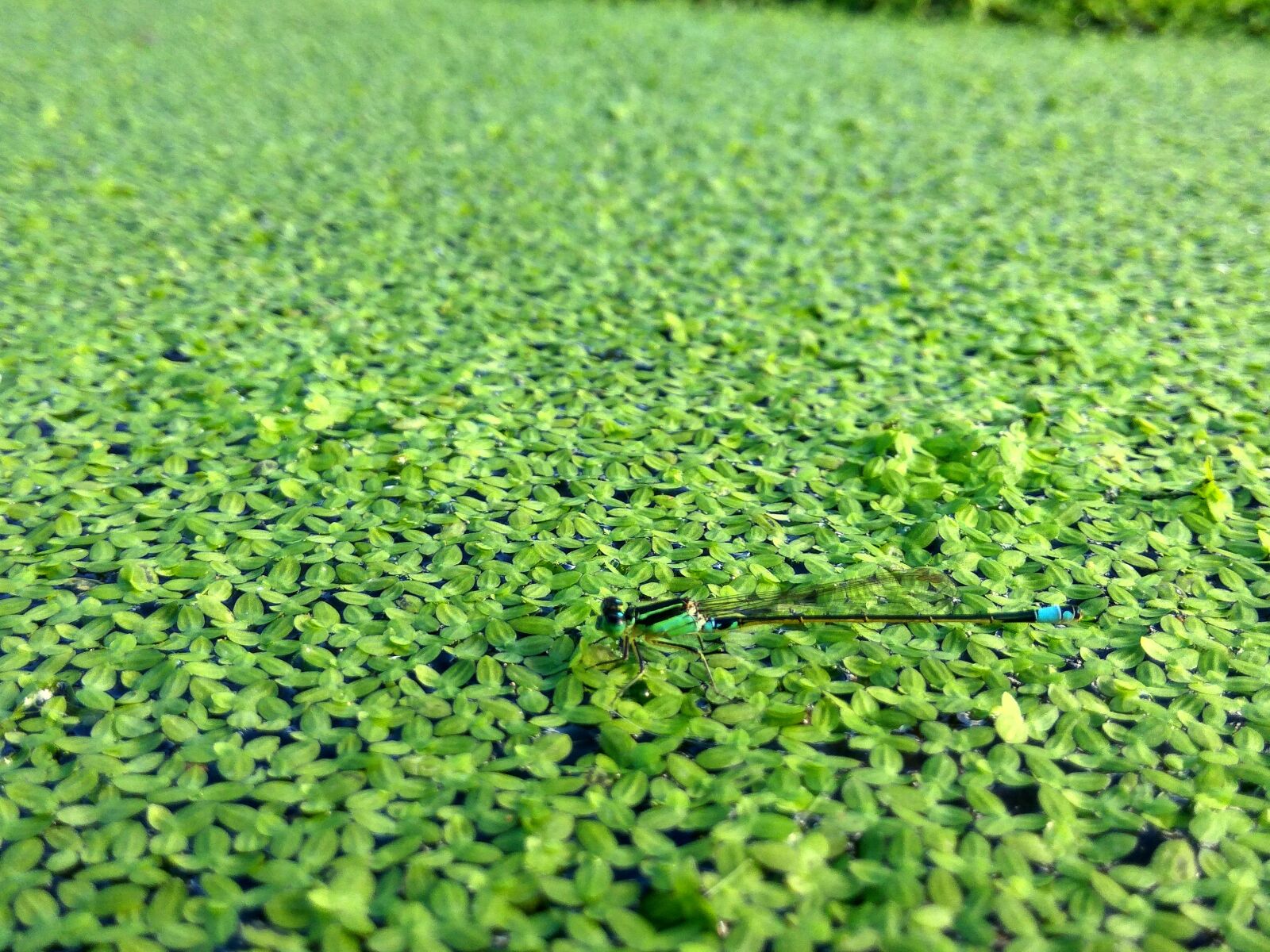 Xiaomi Redmi Note3 sample photo. Animals, dragonfly, plants photography