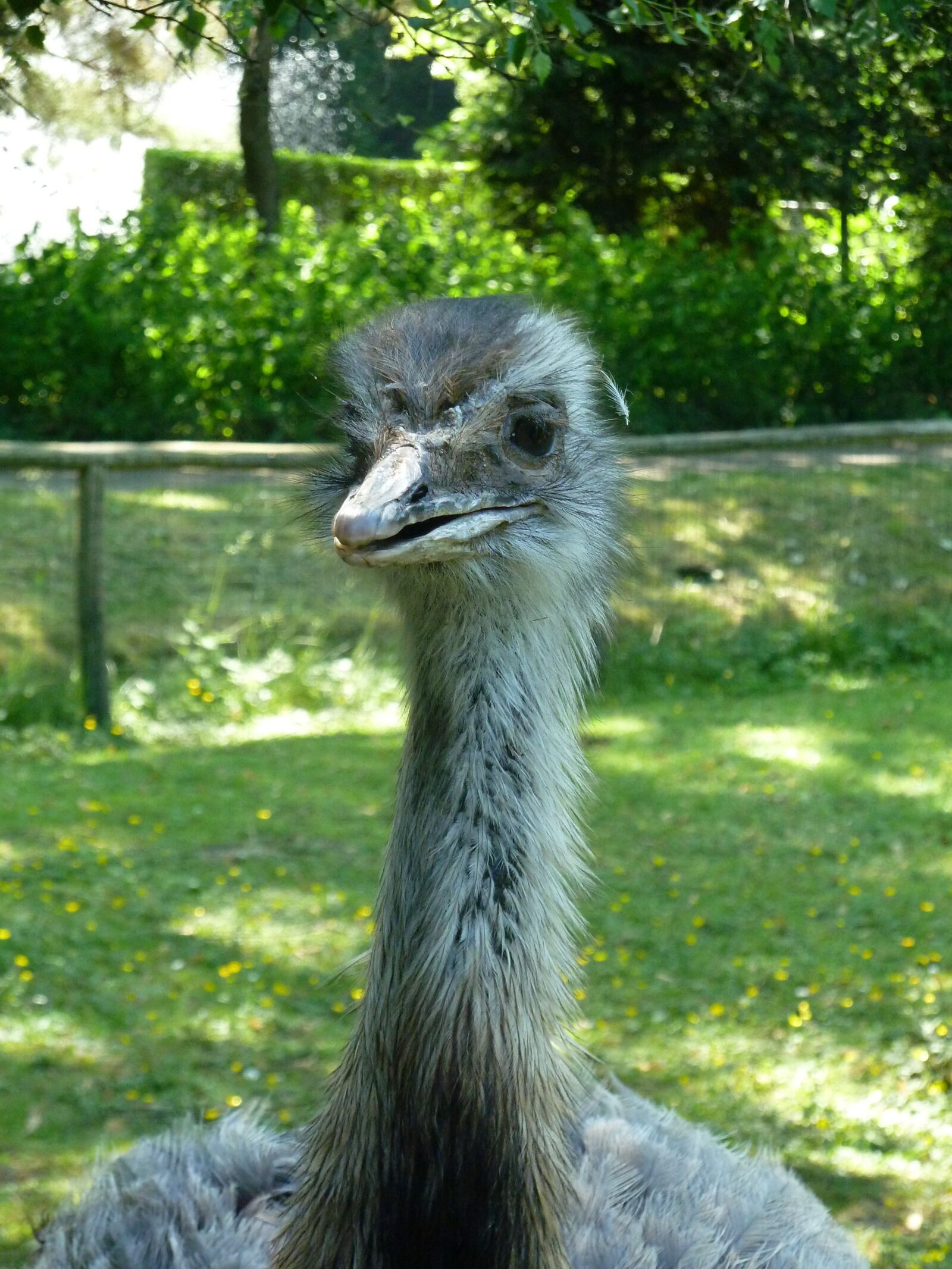 Panasonic Lumix DMC-ZS7 (Lumix DMC-TZ10) sample photo. Ostrich, zoo, nature photography