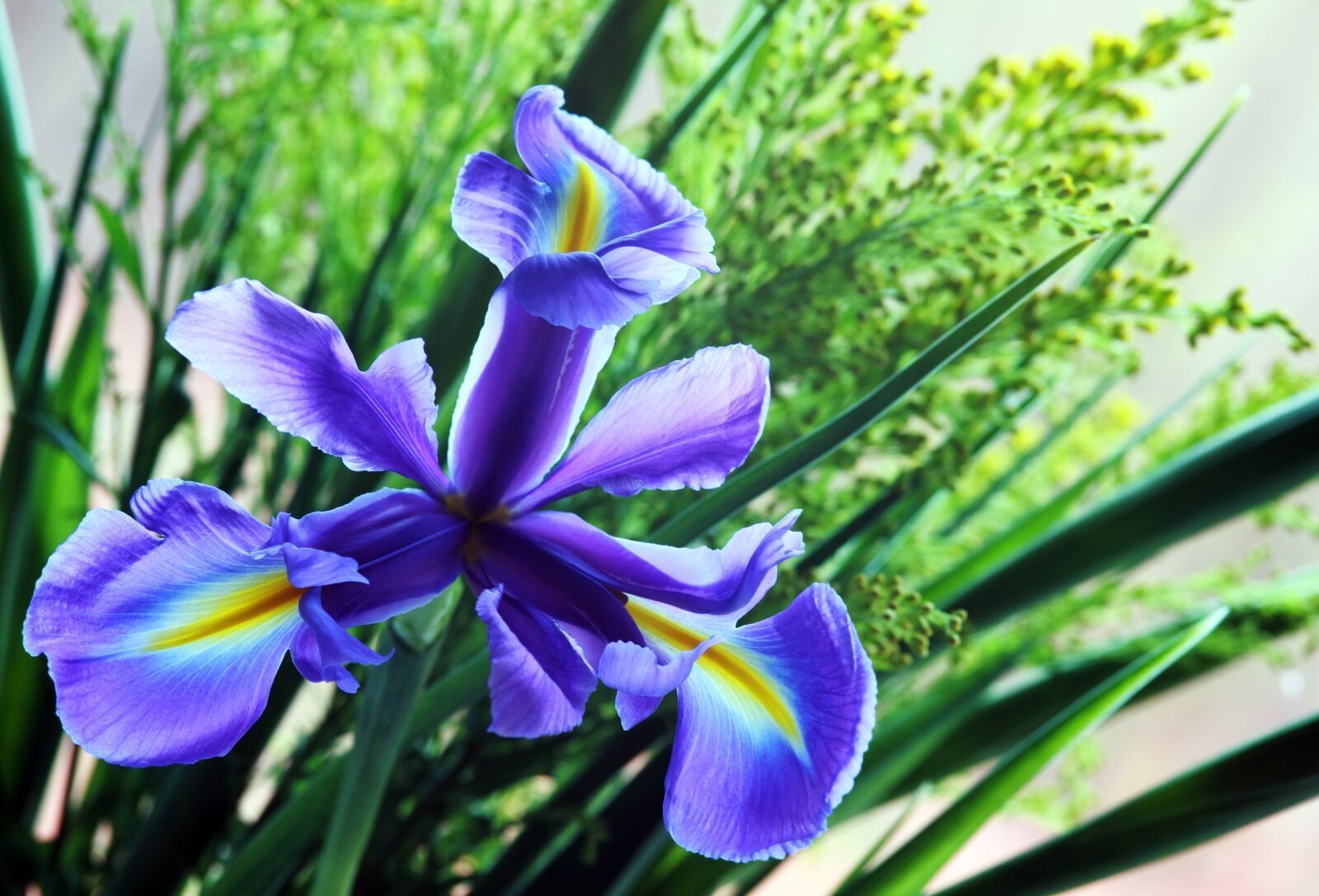 Canon EOS 550D (EOS Rebel T2i / EOS Kiss X4) sample photo. Beautiful, bloom, blooming, blossom photography