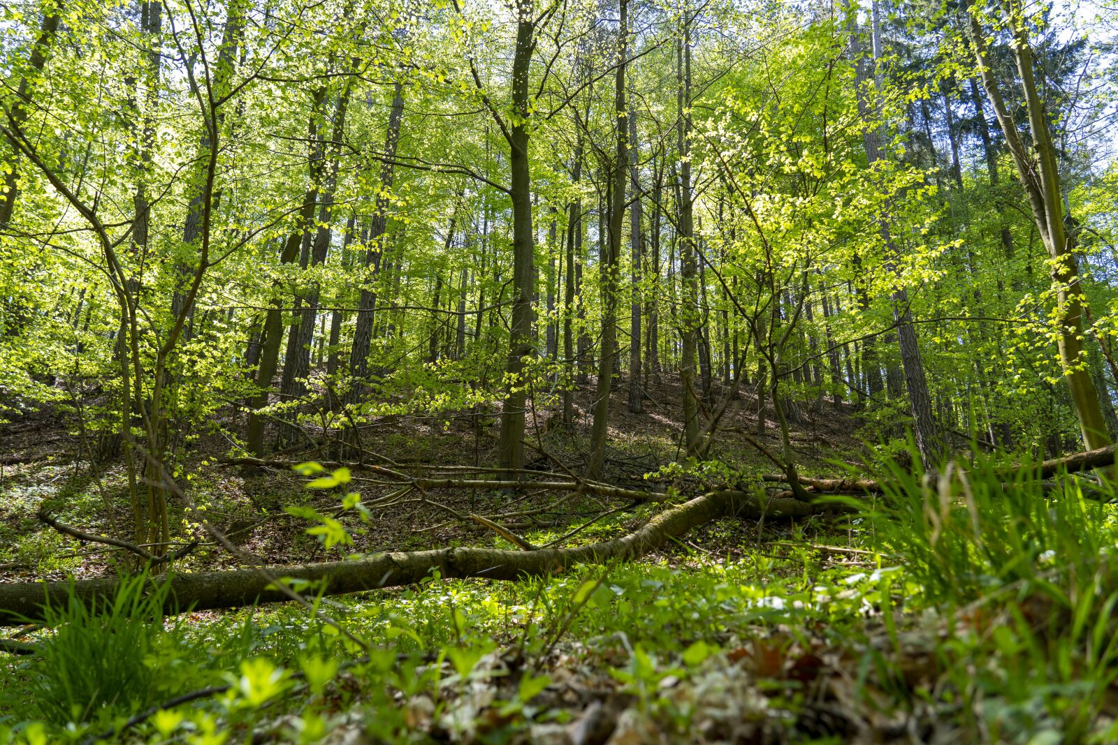 Sony FE 24-105mm F4 G OSS sample photo. Nature, forest, green photography