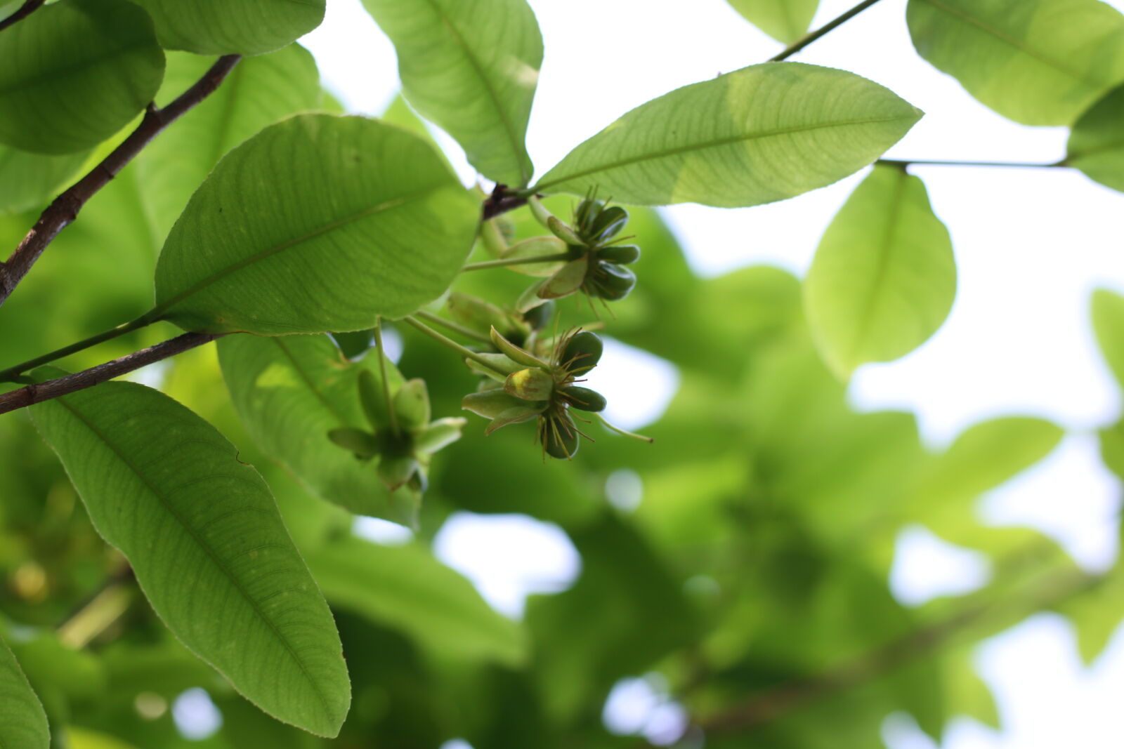 Canon EOS 50D + Canon EF 50mm F1.8 STM sample photo. Leaves photography