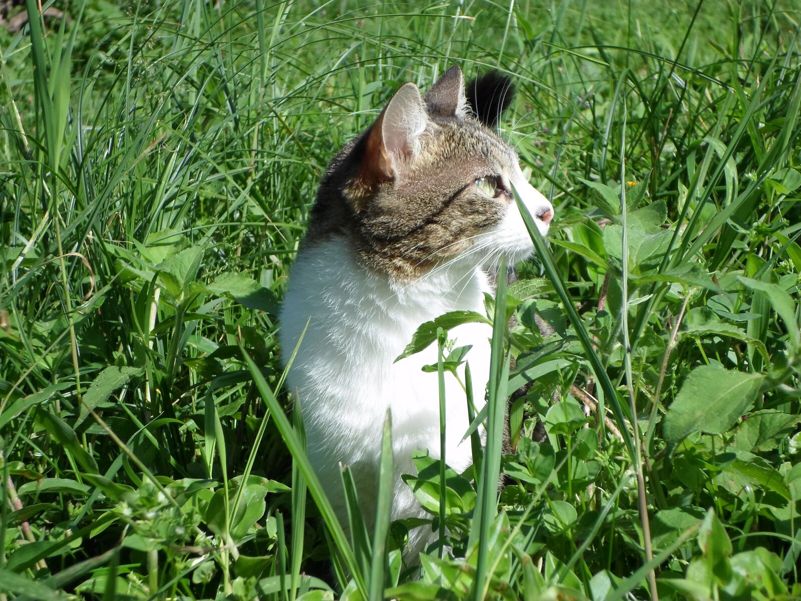 Samsung ES95 sample photo. Kitten, green, summer photography