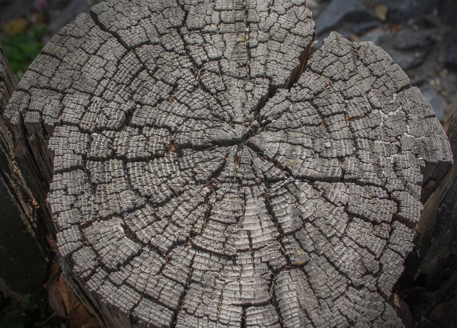 Canon EOS 1000D (EOS Digital Rebel XS / EOS Kiss F) sample photo. Wood, tree, log photography