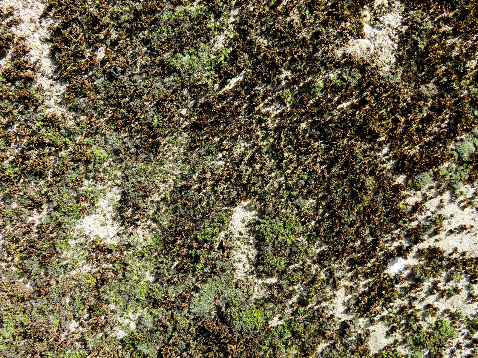 Canon PowerShot SX710 HS sample photo. Texture, background, wall photography