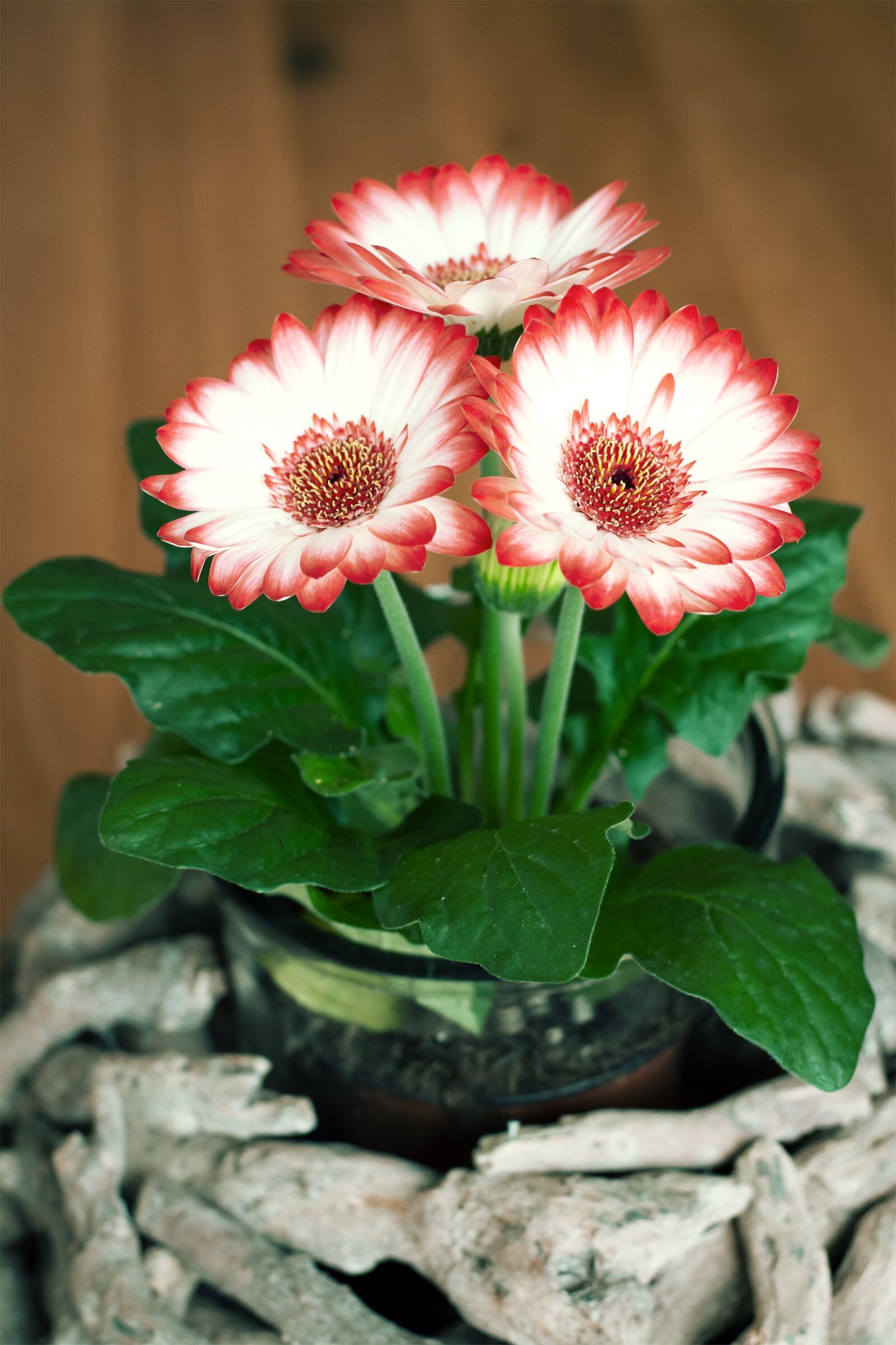 Nikon D7100 sample photo. Flowers, gerbera, spring flowers photography