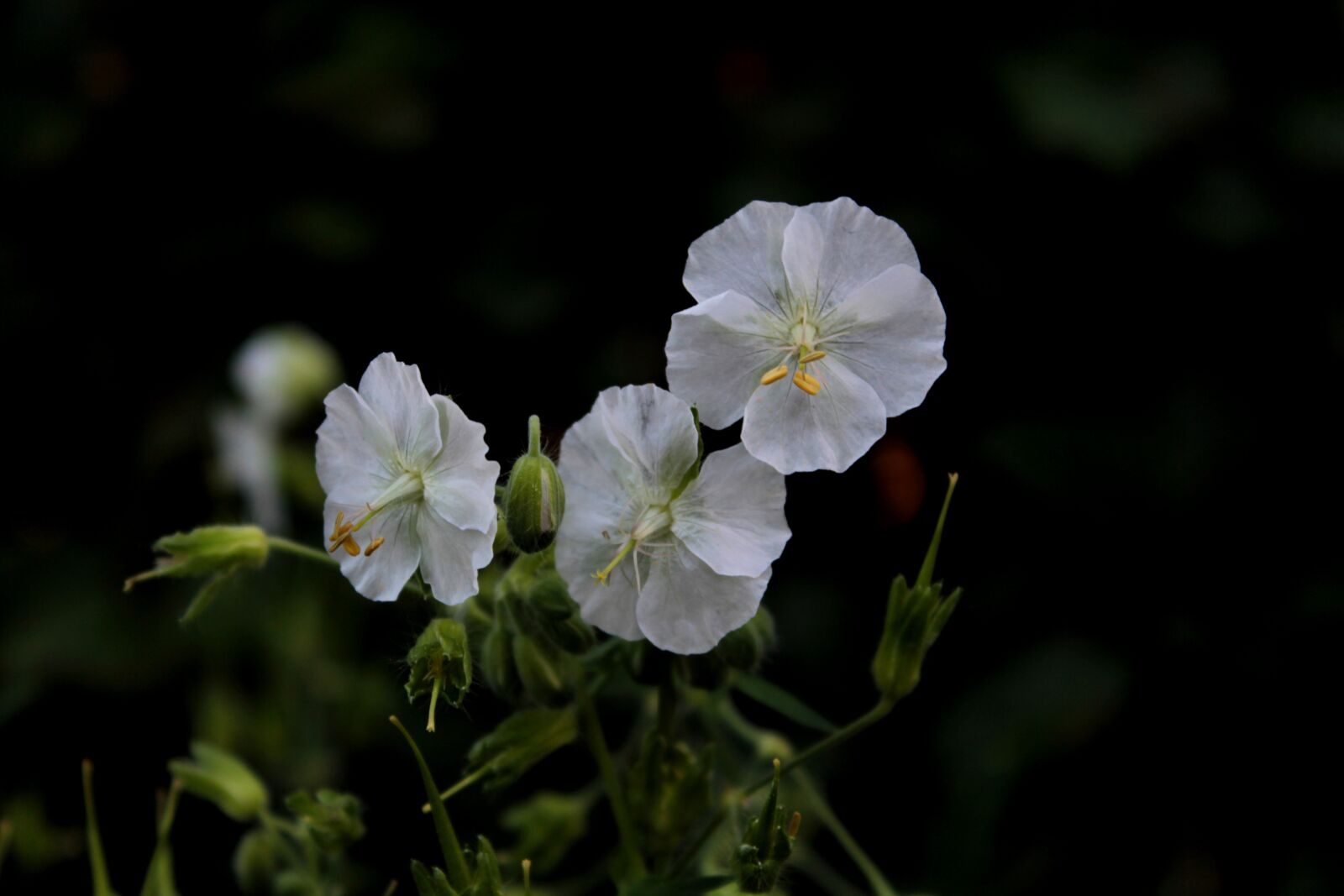 Canon EOS 600D (Rebel EOS T3i / EOS Kiss X5) sample photo. Geranium phaem album, pelagonia photography
