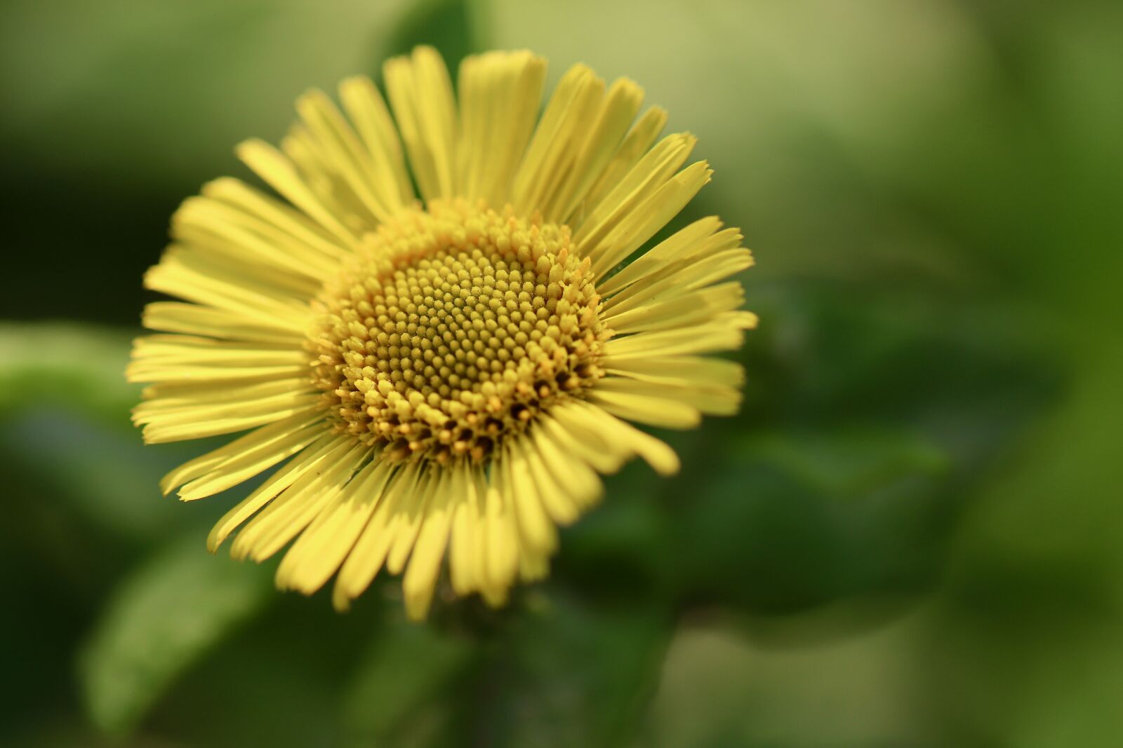 Canon EOS 800D (EOS Rebel T7i / EOS Kiss X9i) sample photo. Flea herb, yellow flower photography