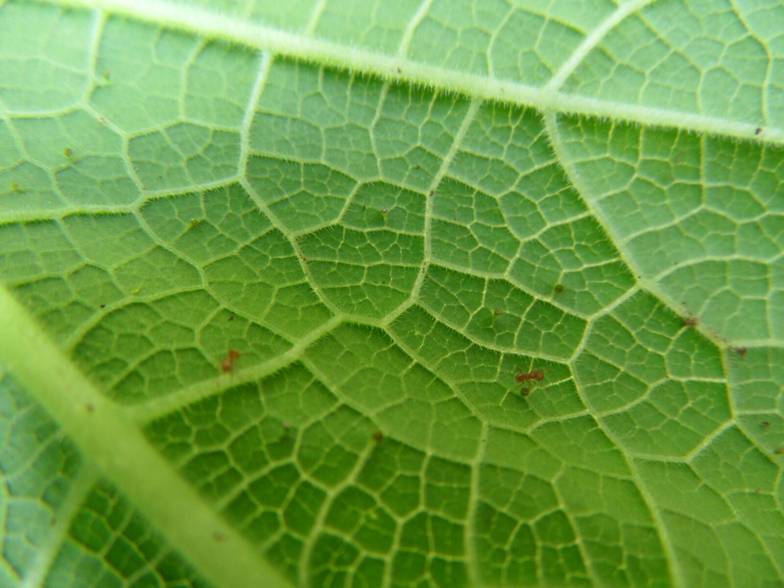 Samsung WB600 / VLUU WB600 /  WB610 sample photo. Pumpkin leave, macro, leave photography