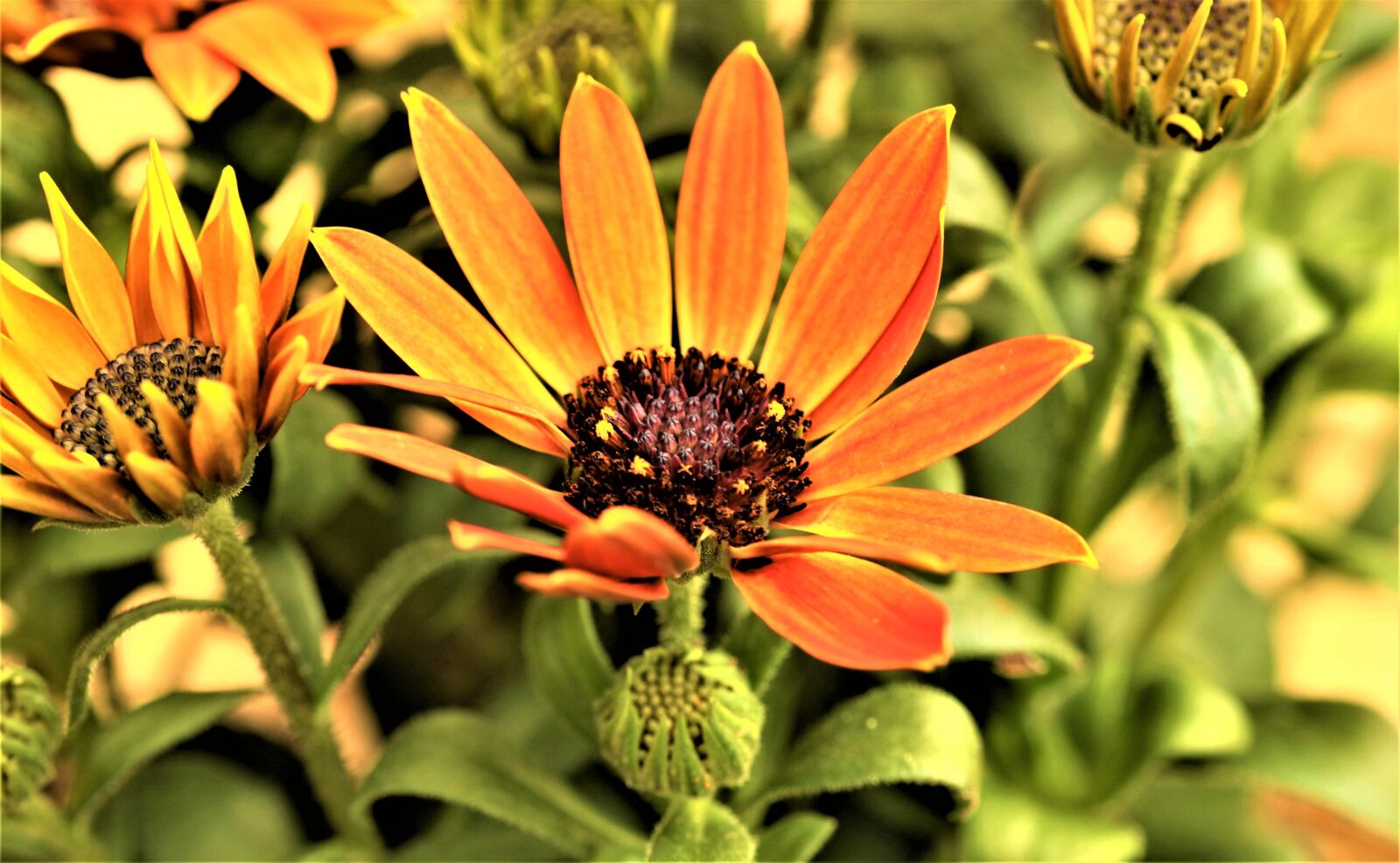 Canon EOS 7D Mark II sample photo. Flowers, plant, floral photography