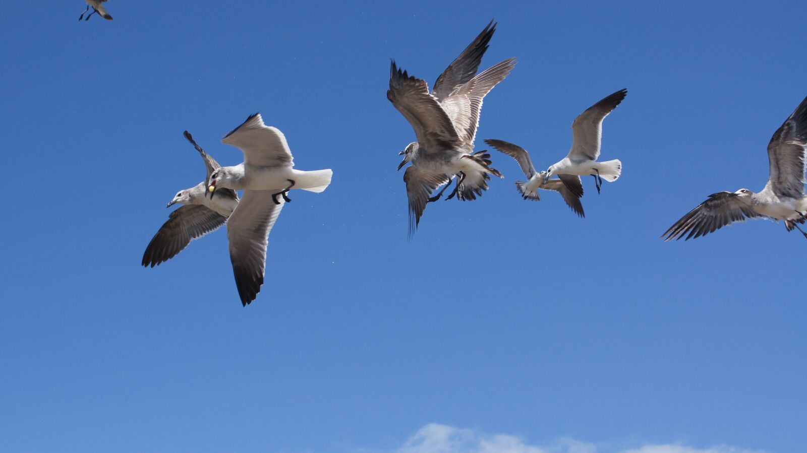 Sony SLT-A55 (SLT-A55V) sample photo. Birds, the, sea photography