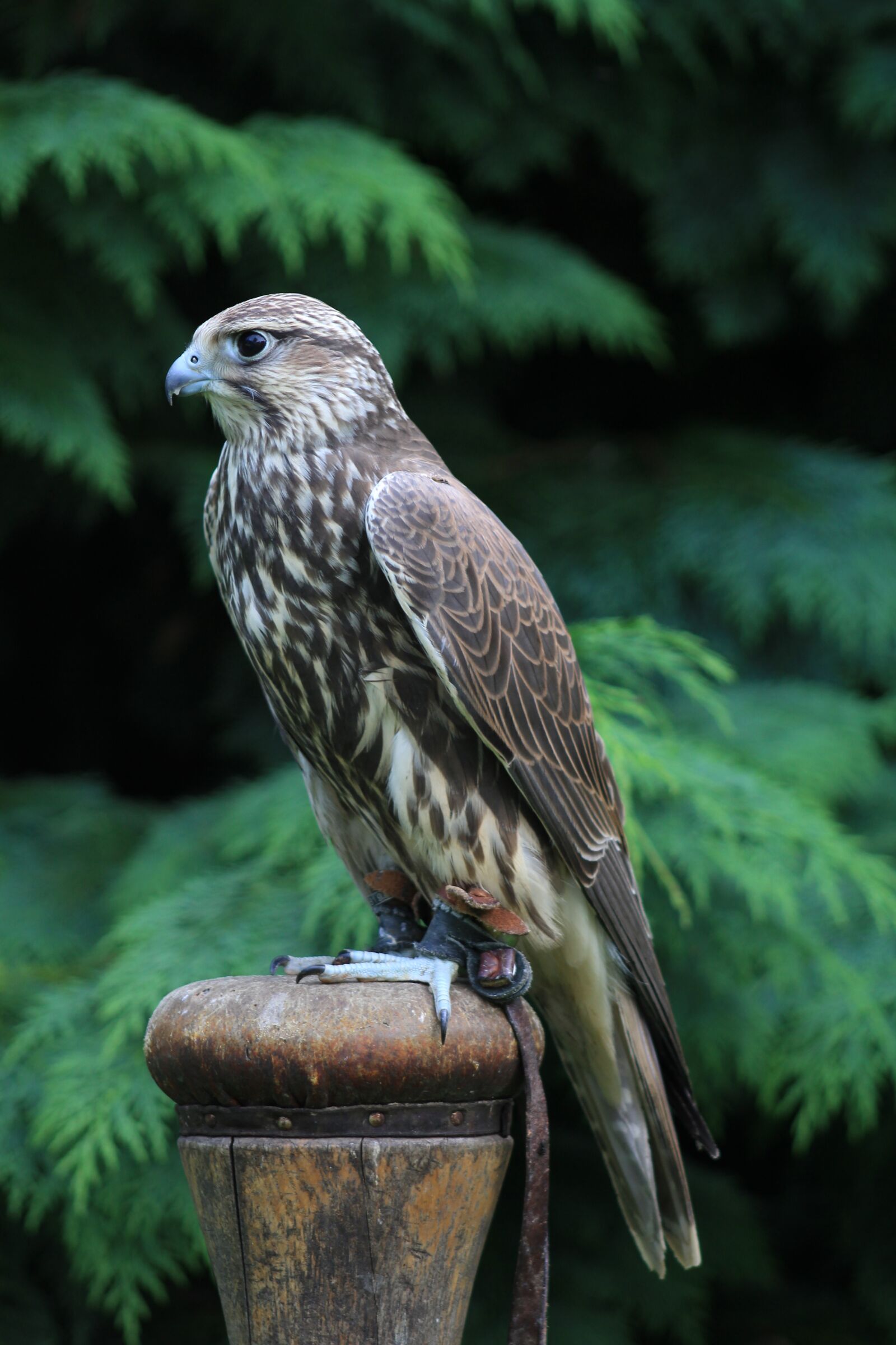 Canon EF 75-300mm f/4-5.6 sample photo. Falcon, griffin, bird photography