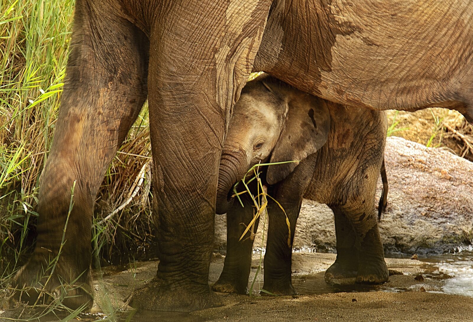 Nikon D7100 sample photo. Elephant calf, sheltered, protected photography