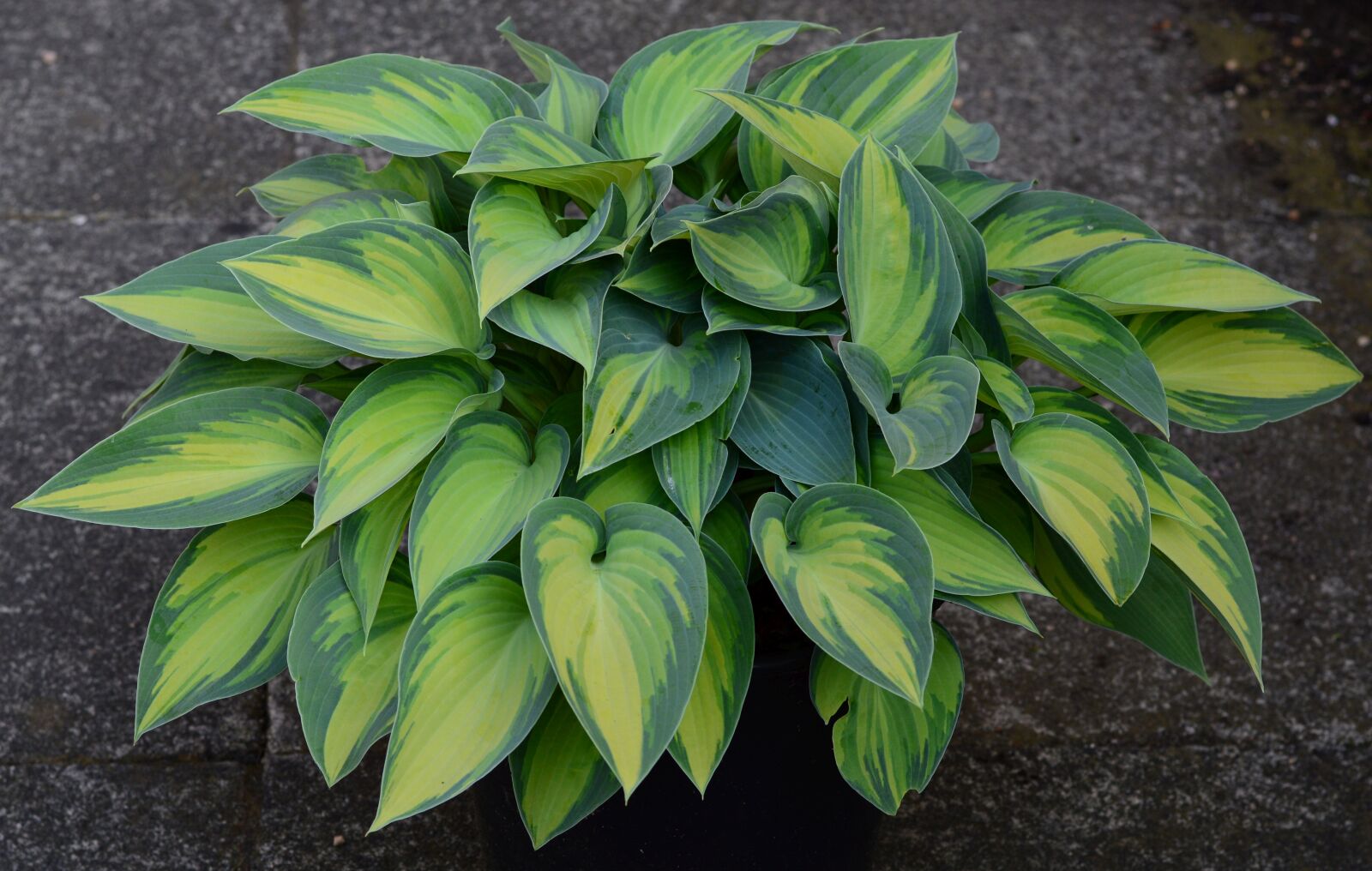 Nikon D3200 sample photo. Plantain lily, hosta, tardinia photography