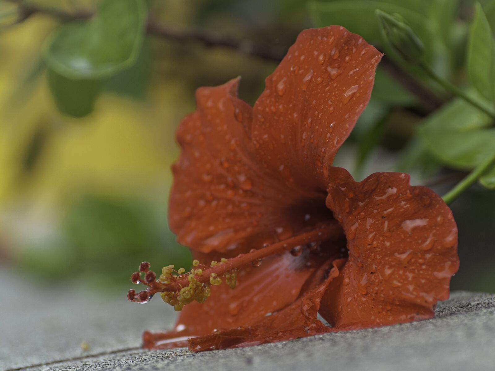Nikon D300 sample photo. Hibiscus, flower, plant photography