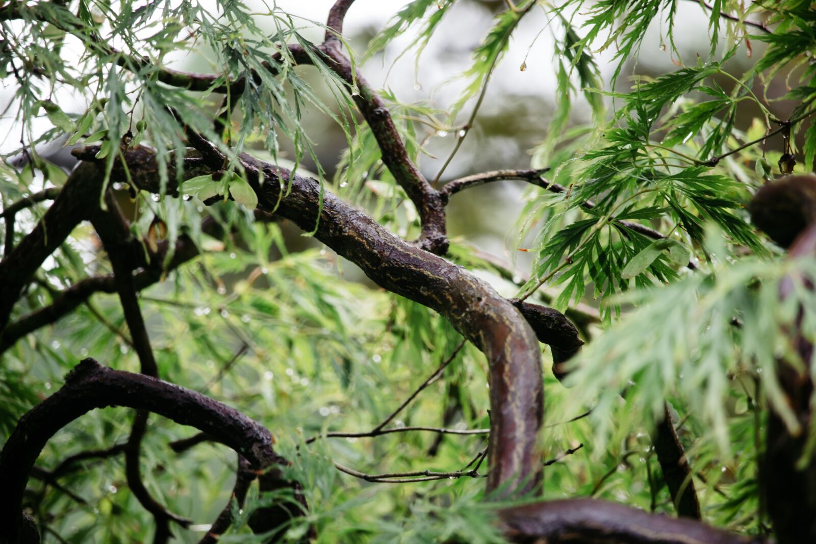 Canon EF-S 55-250mm F4-5.6 IS STM sample photo. Wood, forest, tree photography