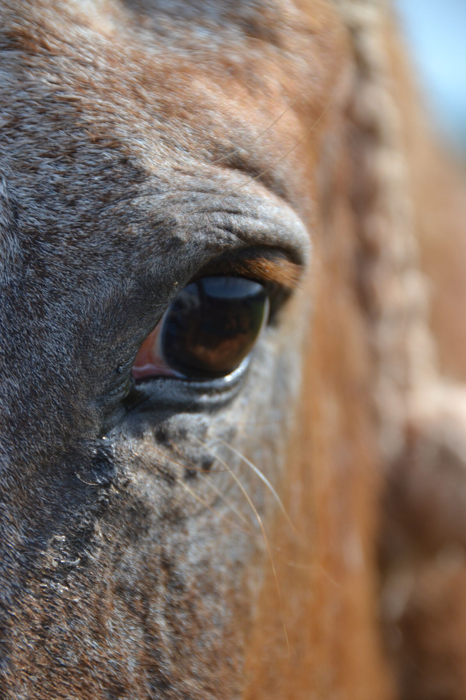 Nikon D3100 sample photo. Horse, œil, close up photography