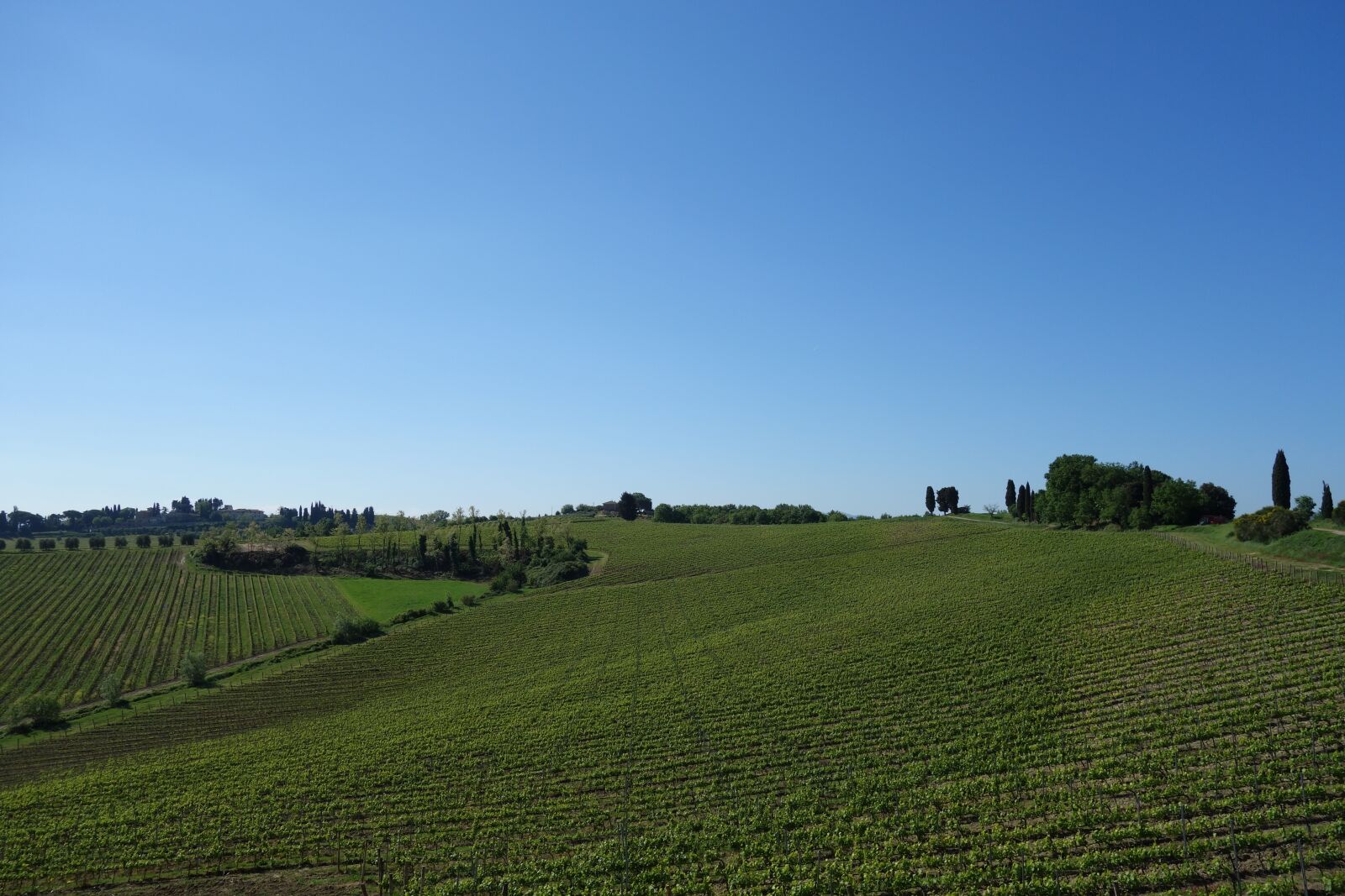Sony Cyber-shot DSC-RX100 sample photo. Tuscany, countryside, vineyard photography