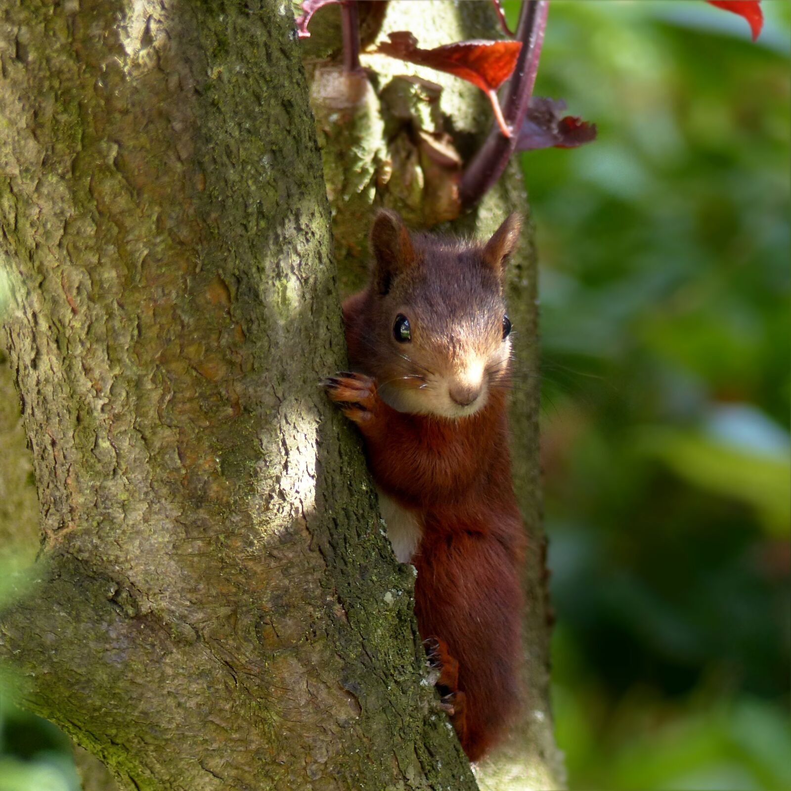 Panasonic Lumix DMC-FZ200 sample photo. Animal, mammal, squirrel photography