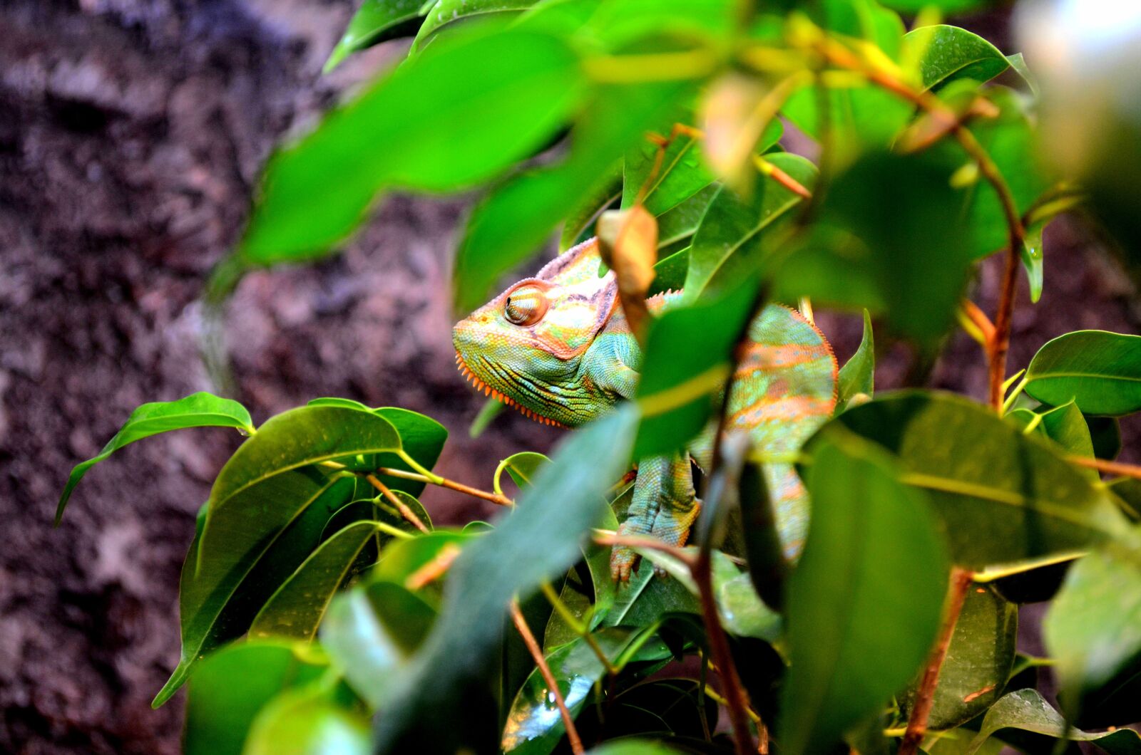 Nikon D5100 sample photo. Hidden, green, greens photography