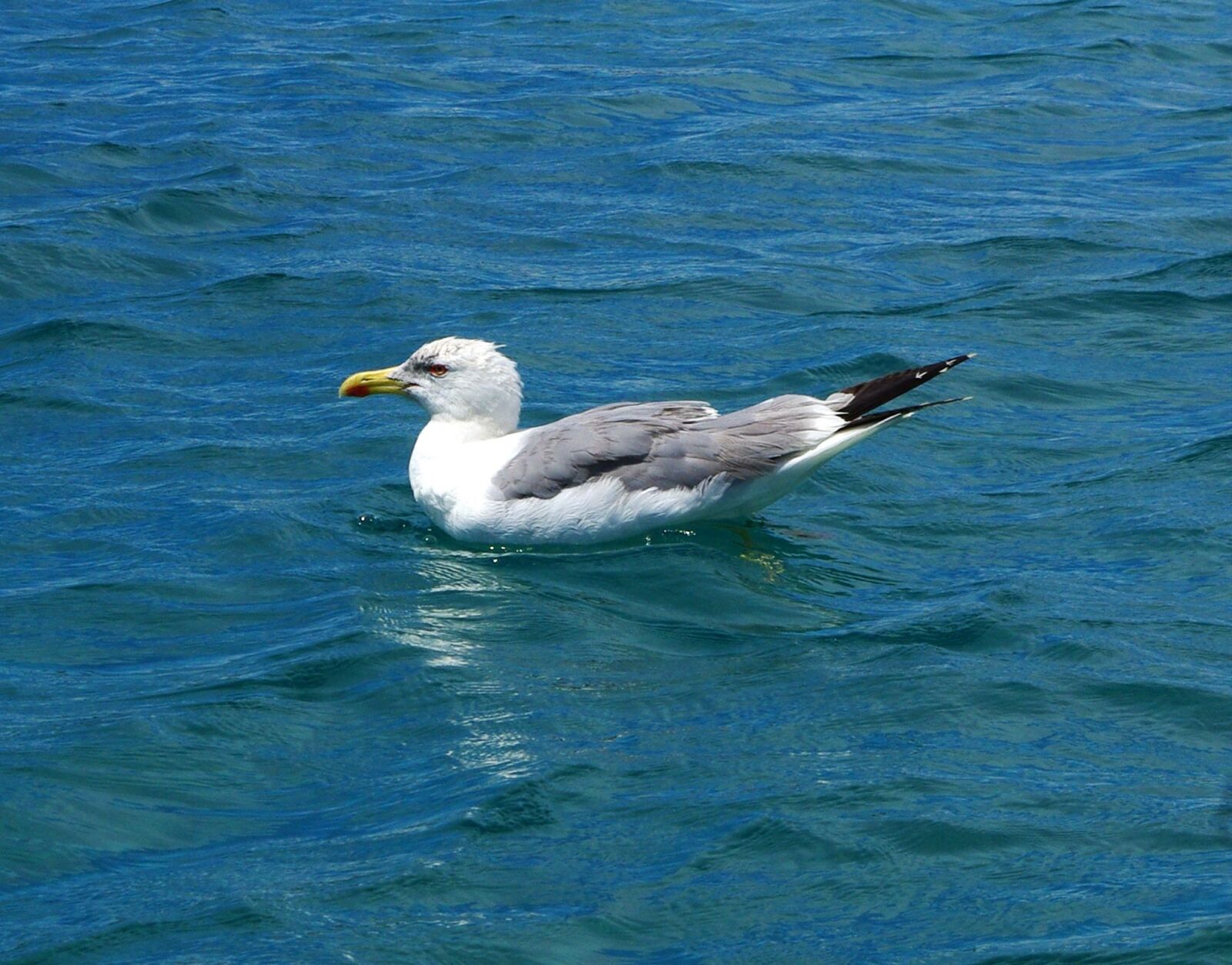 Pentax K-m (K2000) sample photo. Gull, bird, animal photography