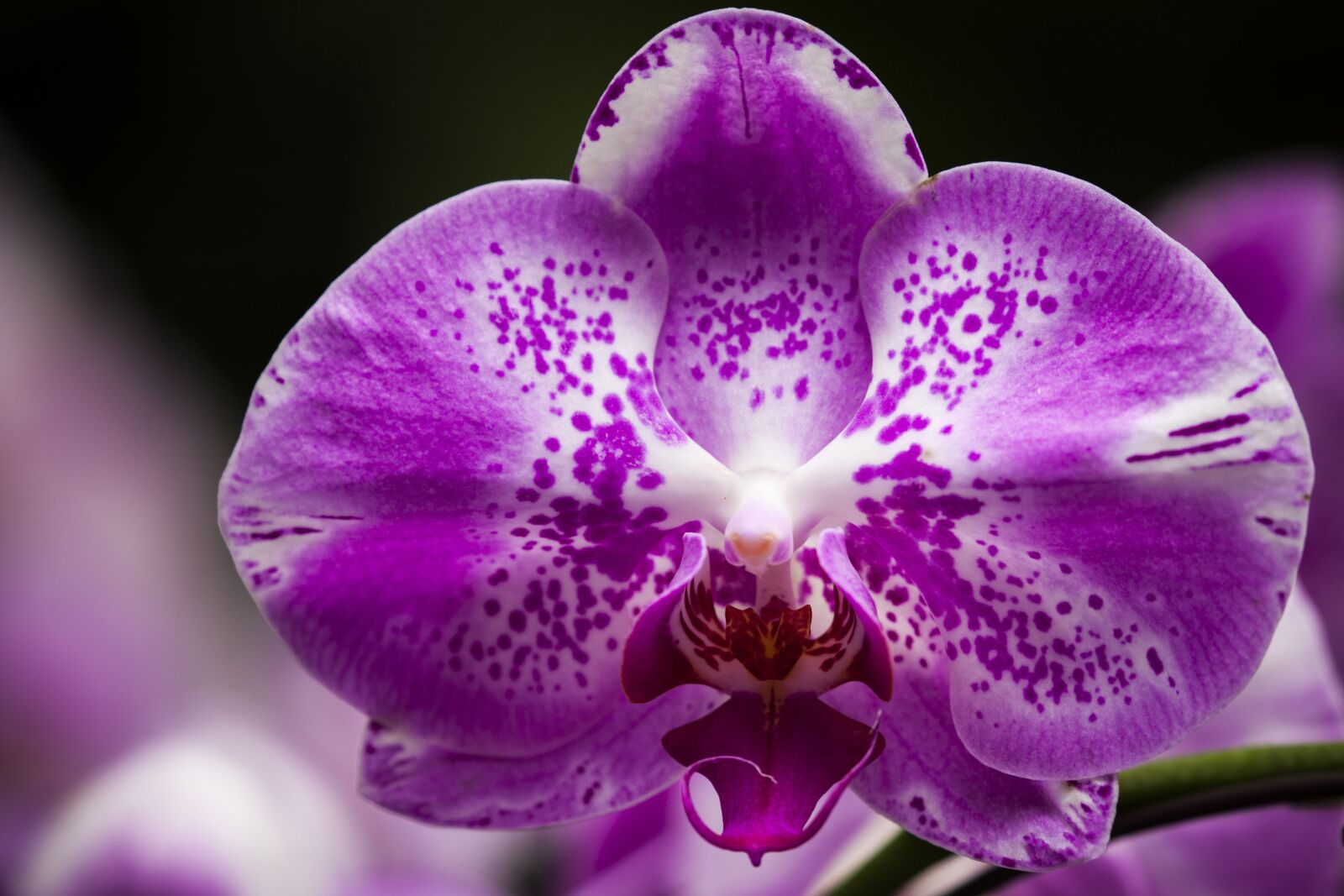 Canon EOS 5D Mark II sample photo. Flower, orchid, blossom photography