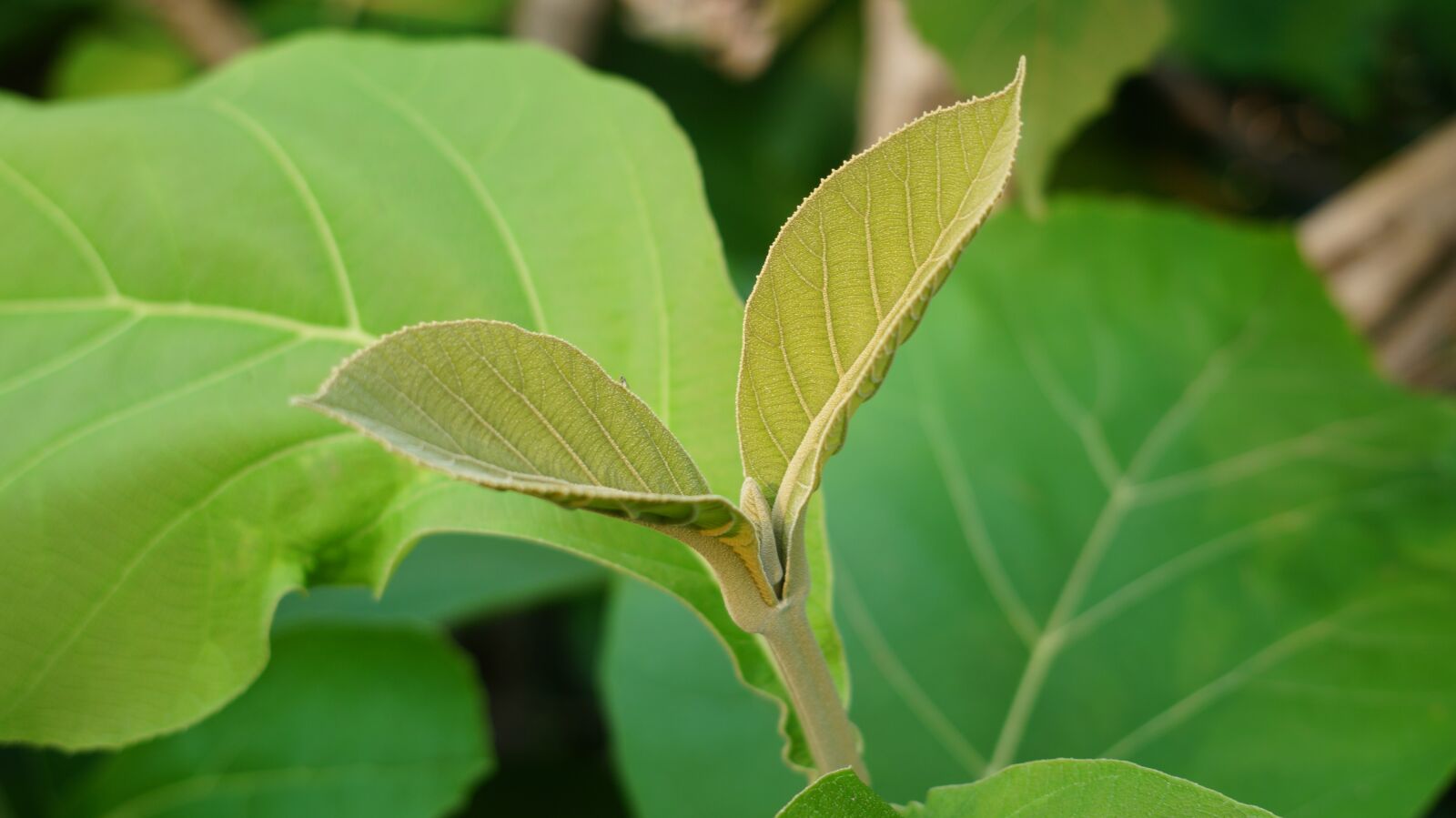 E 18-50mm F4-5.6 sample photo. Green, leaf, nature photography