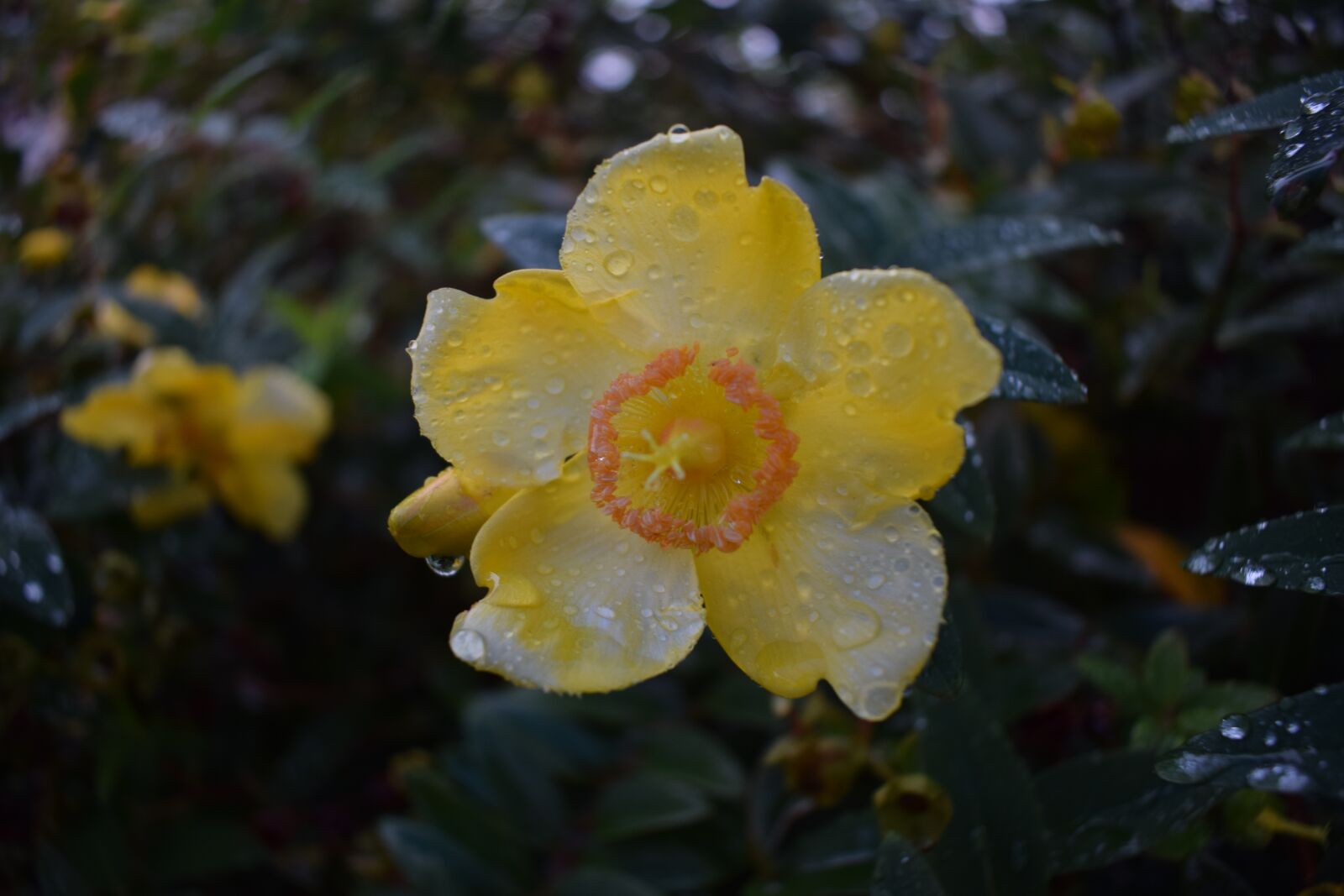 Nikon D3300 sample photo. Yellow, flower, water photography