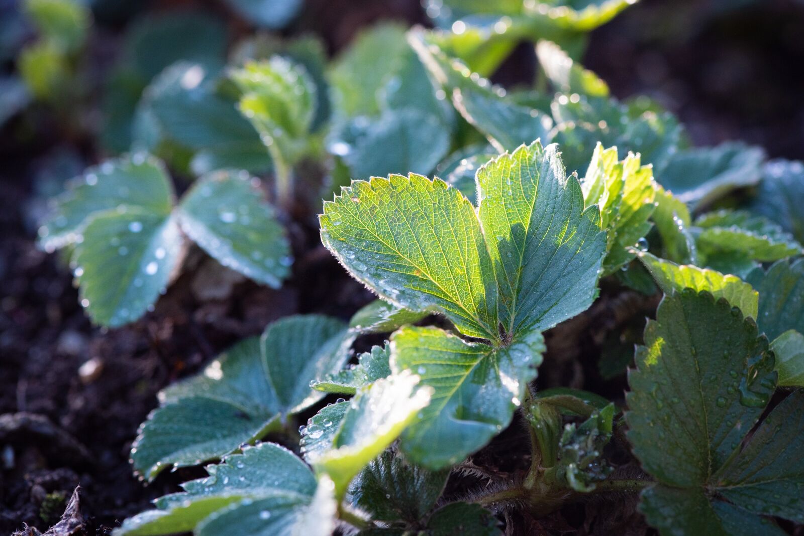Nikon D750 sample photo. Strawberries, leaves, green photography