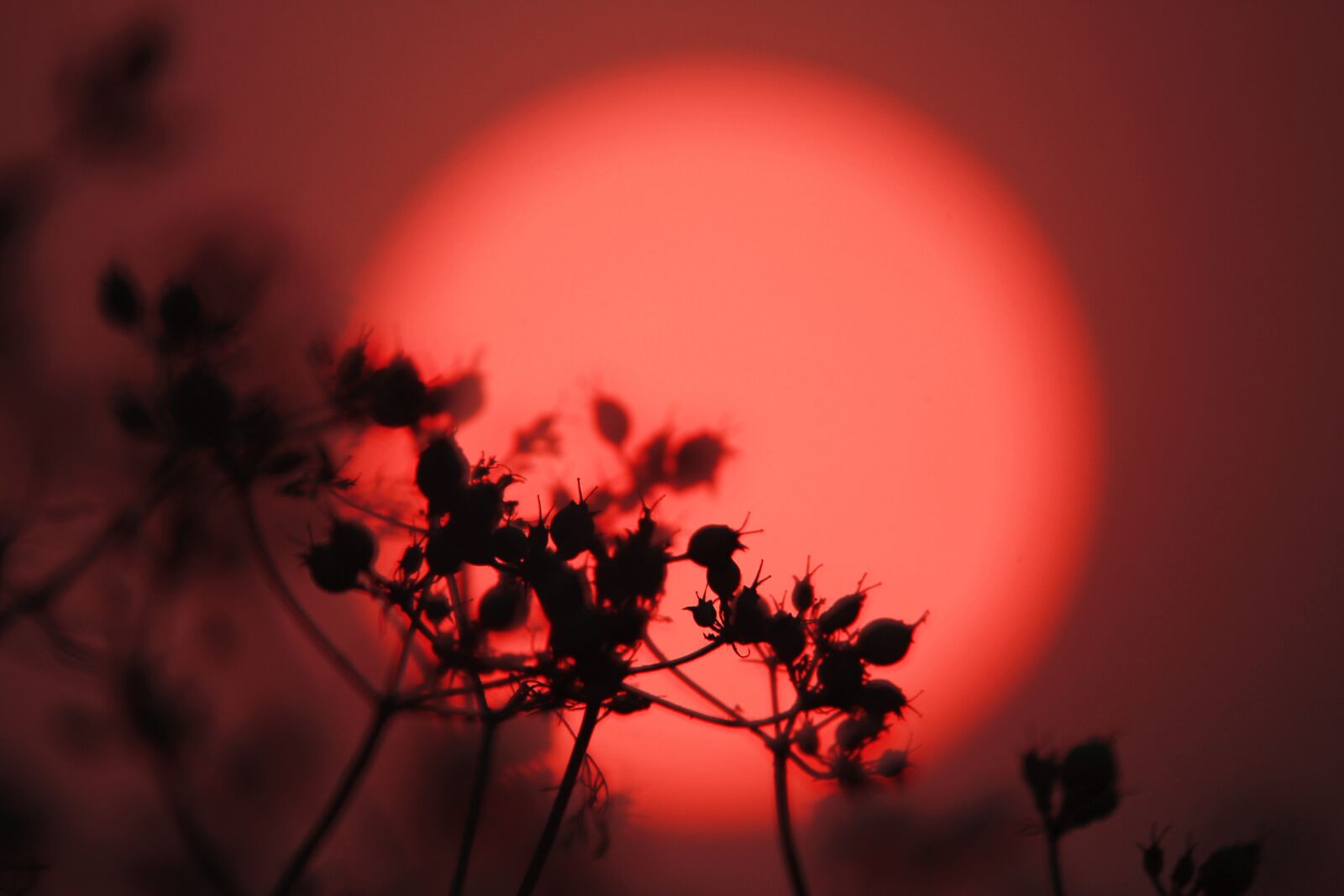 Canon EOS 700D (EOS Rebel T5i / EOS Kiss X7i) sample photo. Sun, sunset, red photography