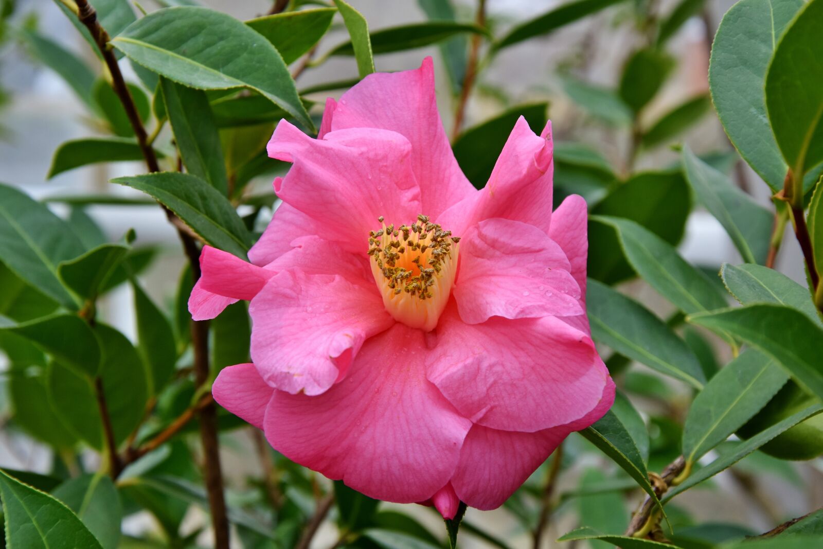 Nikon D7200 sample photo. Flower, blossom, bloom photography