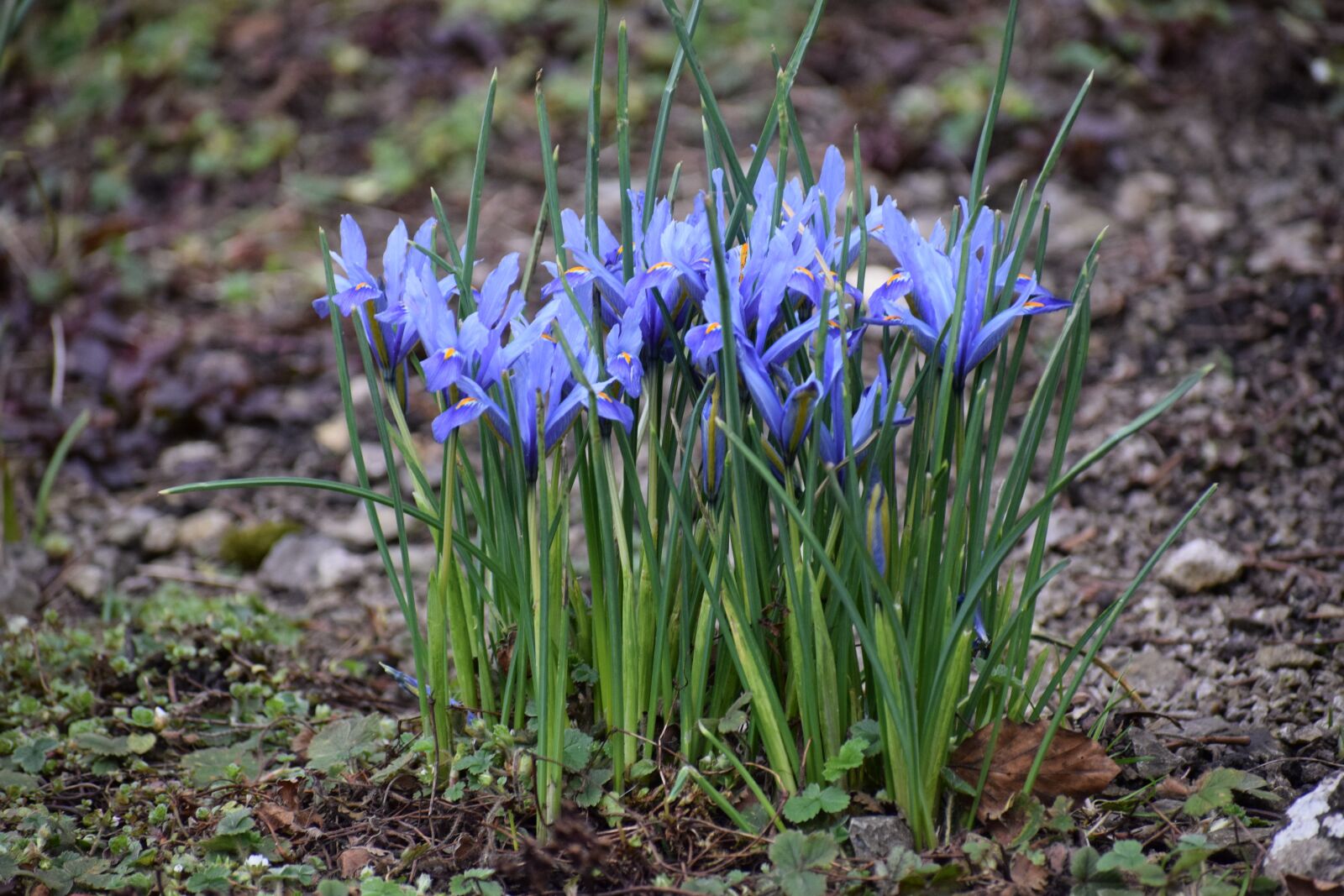 Nikon D3300 sample photo. Iris, nature, flora photography