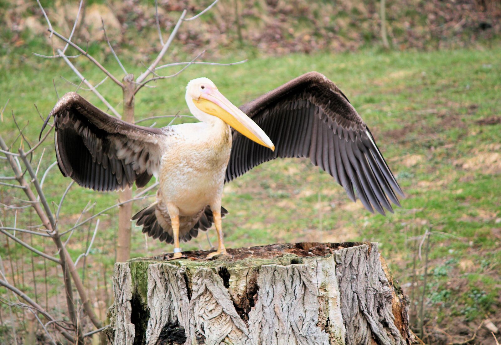 Canon EOS 550D (EOS Rebel T2i / EOS Kiss X4) sample photo. Bird, pelican, feather photography