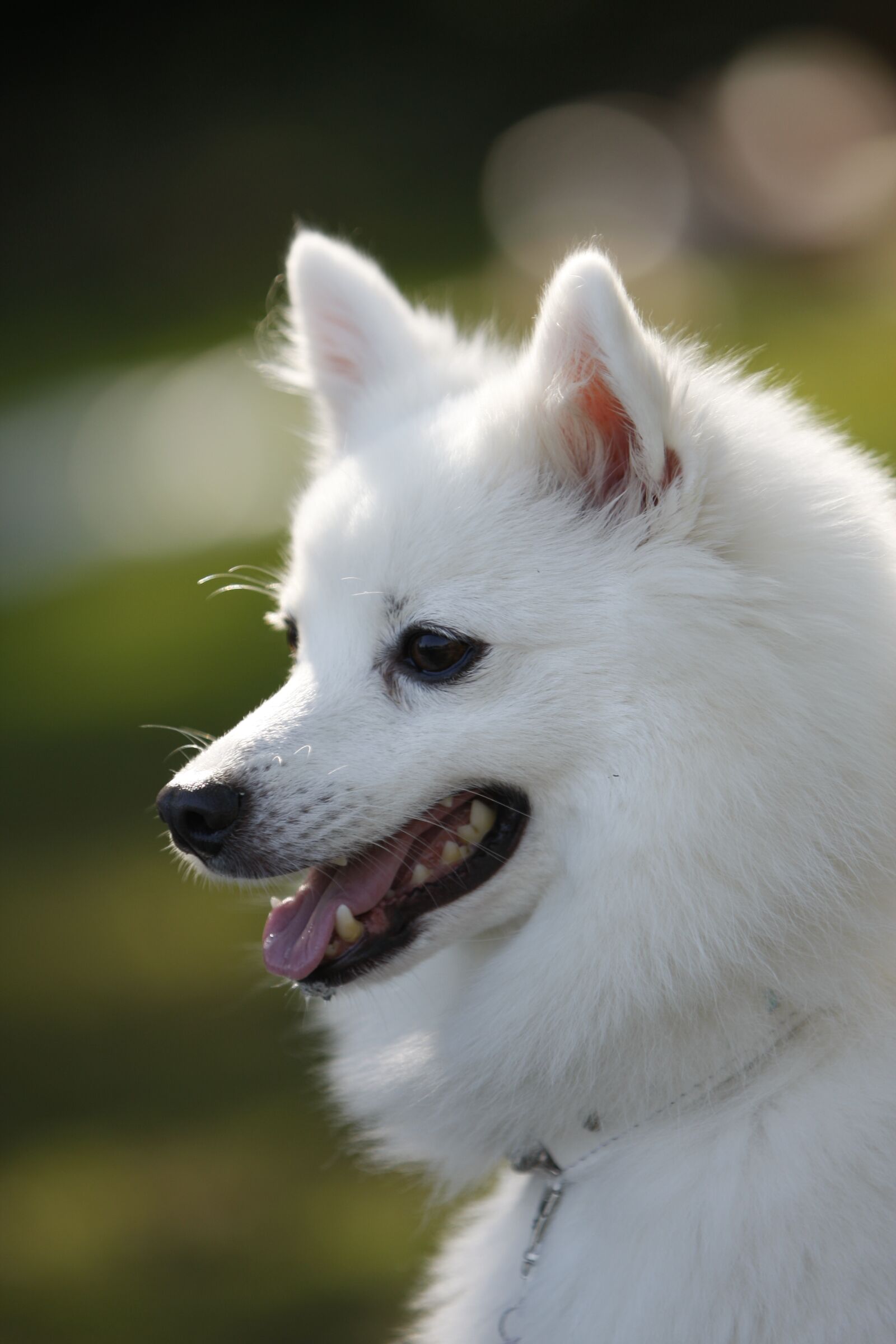 Canon EOS 40D sample photo. Portrait, cute, mammal photography