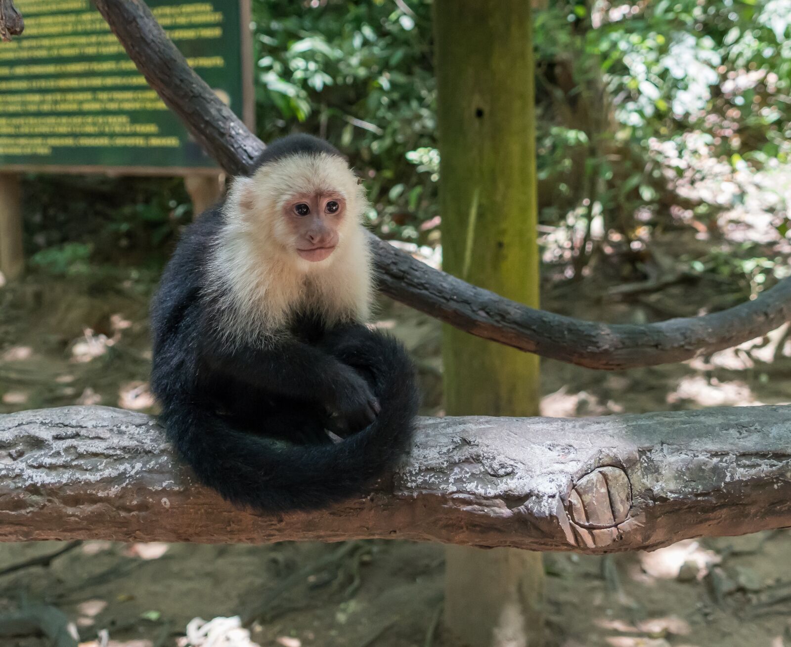 Sony a7R II sample photo. White-headed capuchin, monkey, primate photography