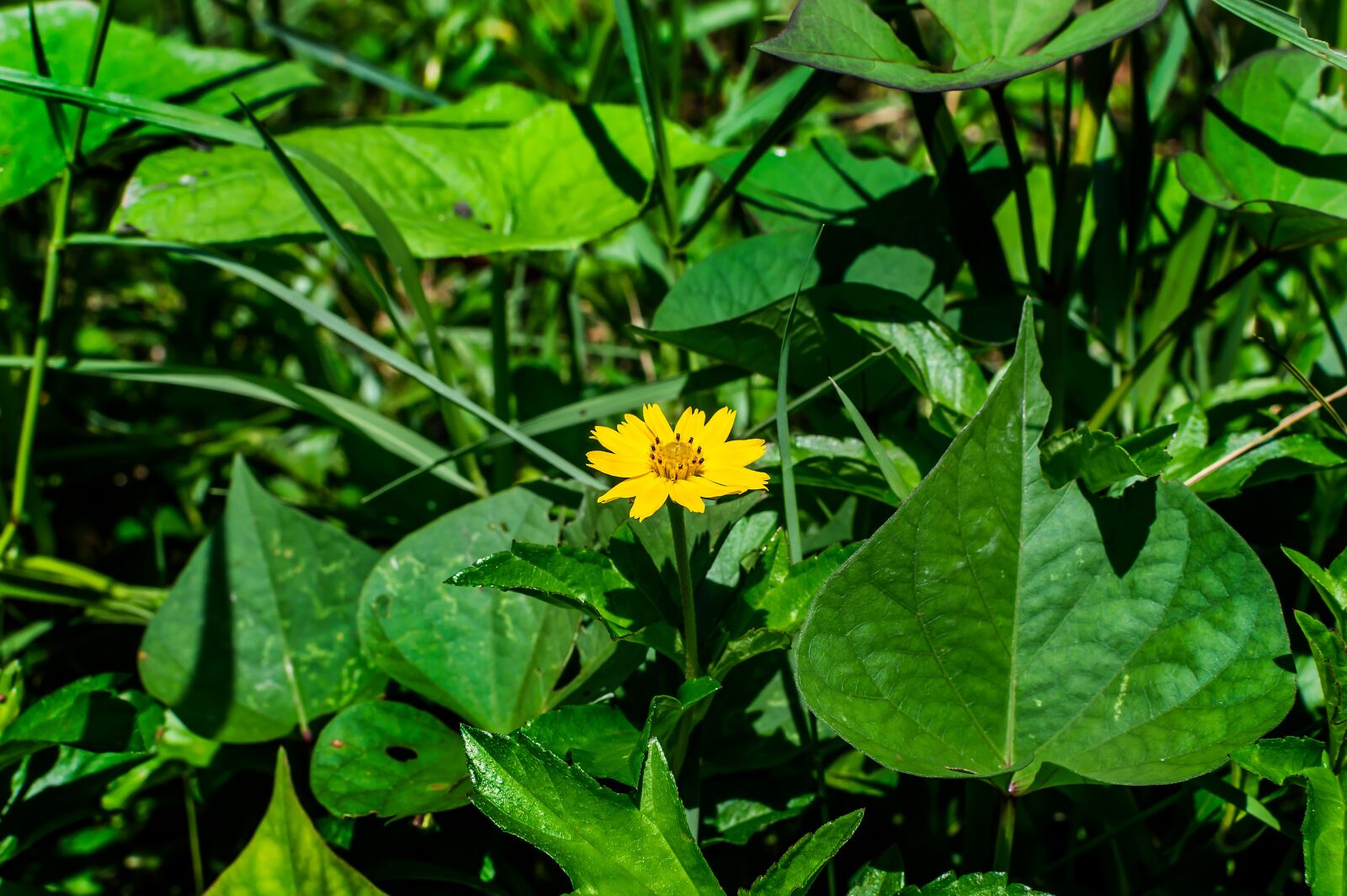 Nikon D3200 sample photo. Sphagneticola trilobata, flower, yellow photography