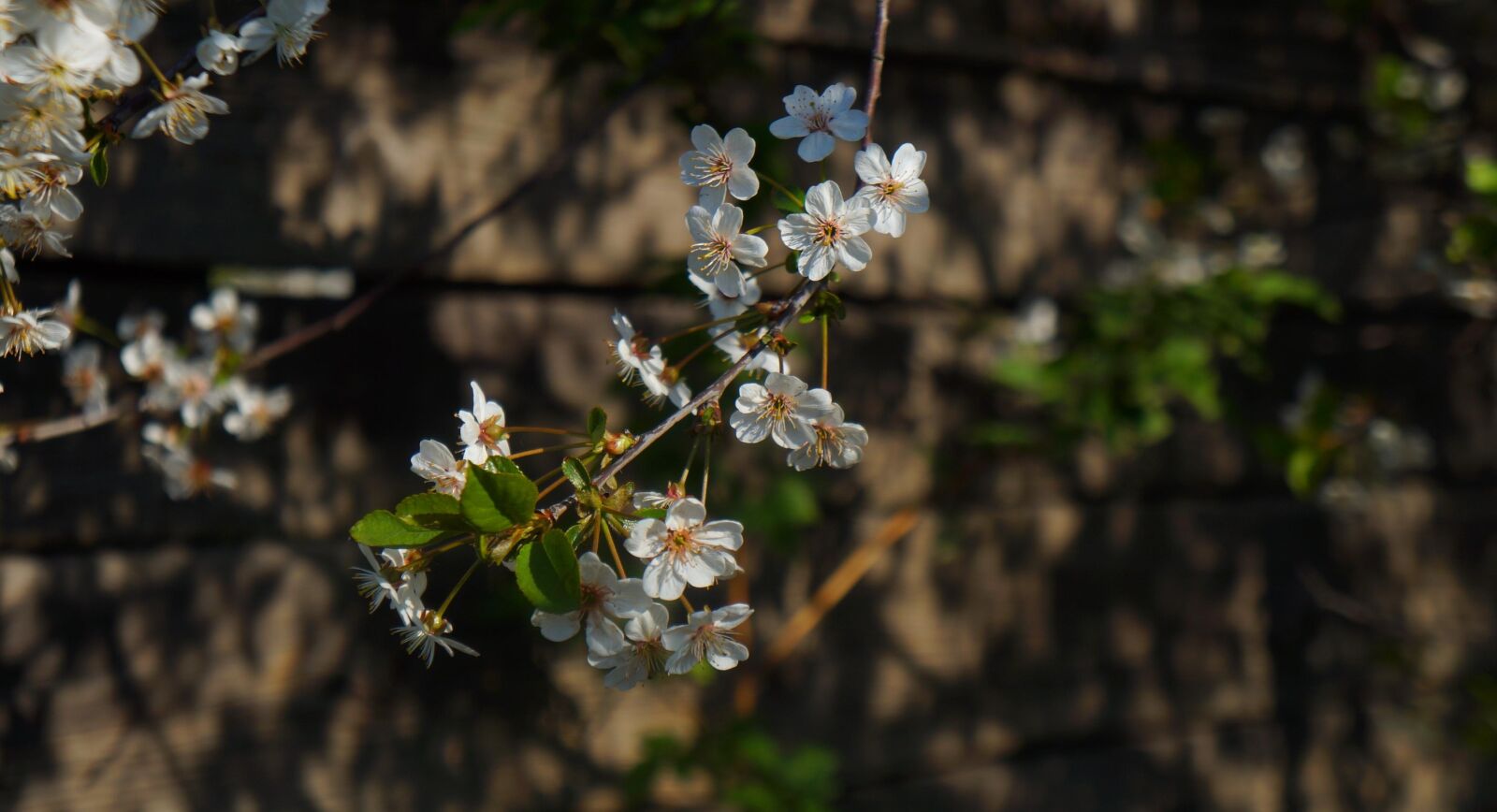 Sony Alpha a3000 + Sony E 18-55mm F3.5-5.6 OSS sample photo. Nature, plants, white photography