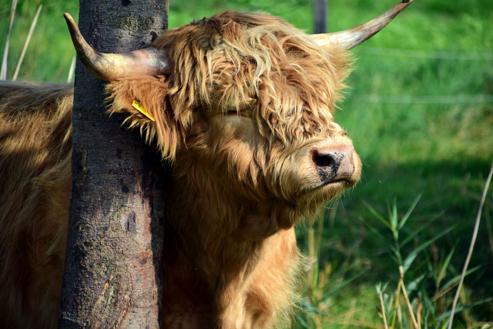 Nikon D3300 sample photo. Beef, galloway, galloway beef photography