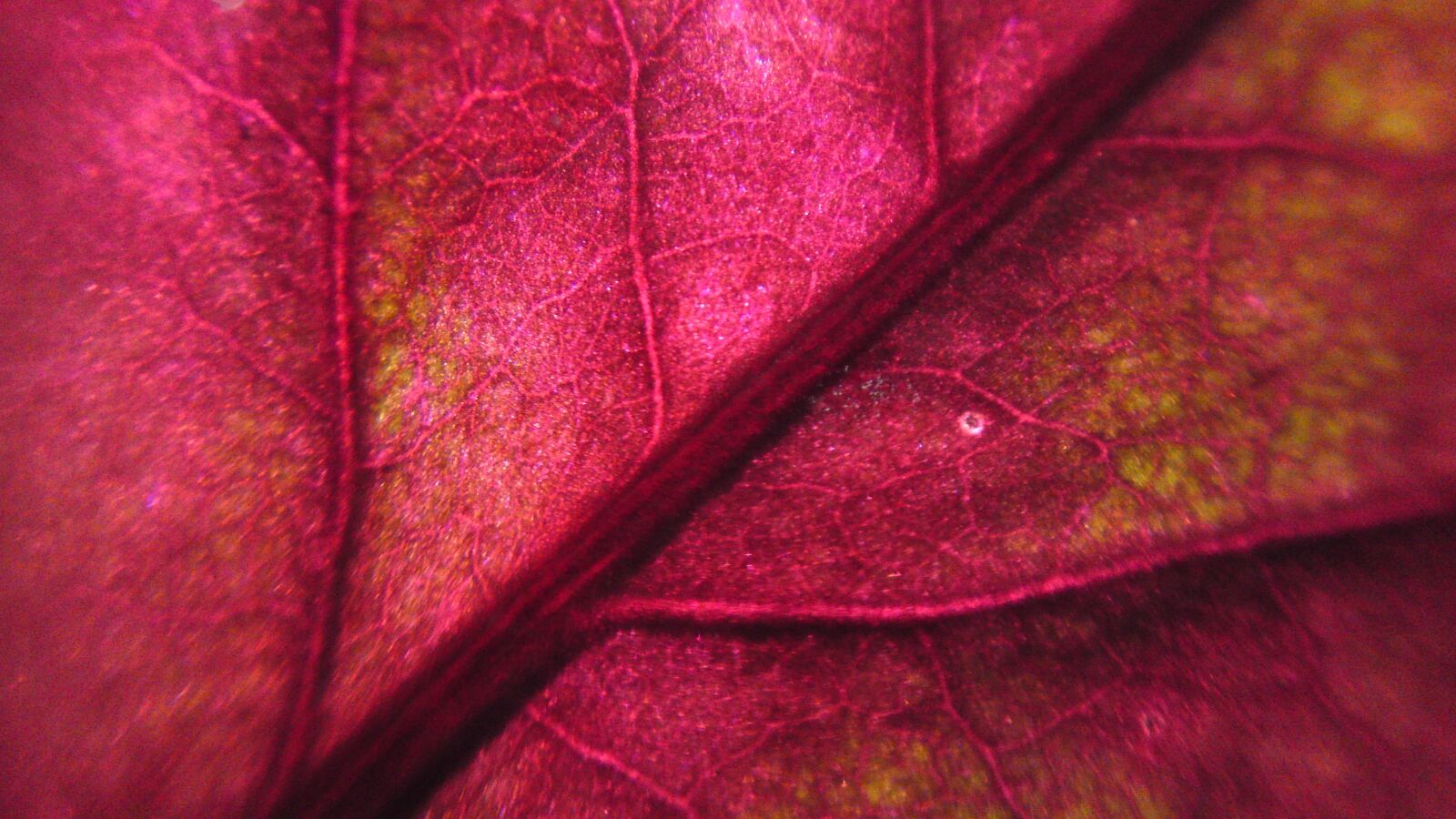 Sony Ericsson U1i sample photo. Blur, leaf, pattern photography