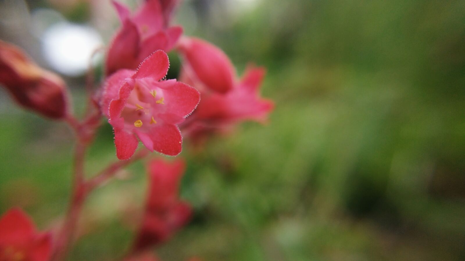 Motorola MotoG3 sample photo. Macro, red flowers, spring photography