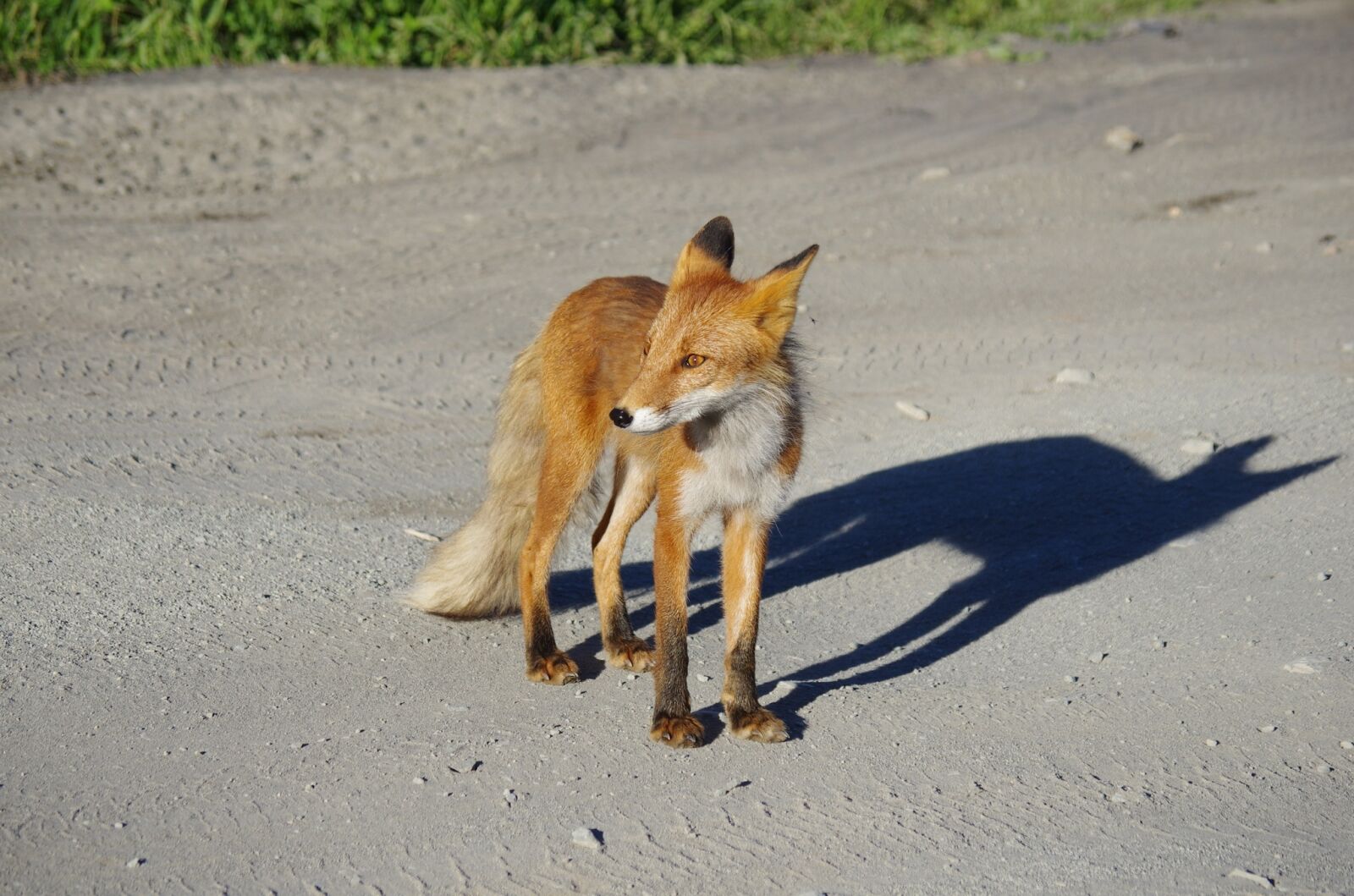 Pentax K-5 sample photo. Fox, moth, predator photography