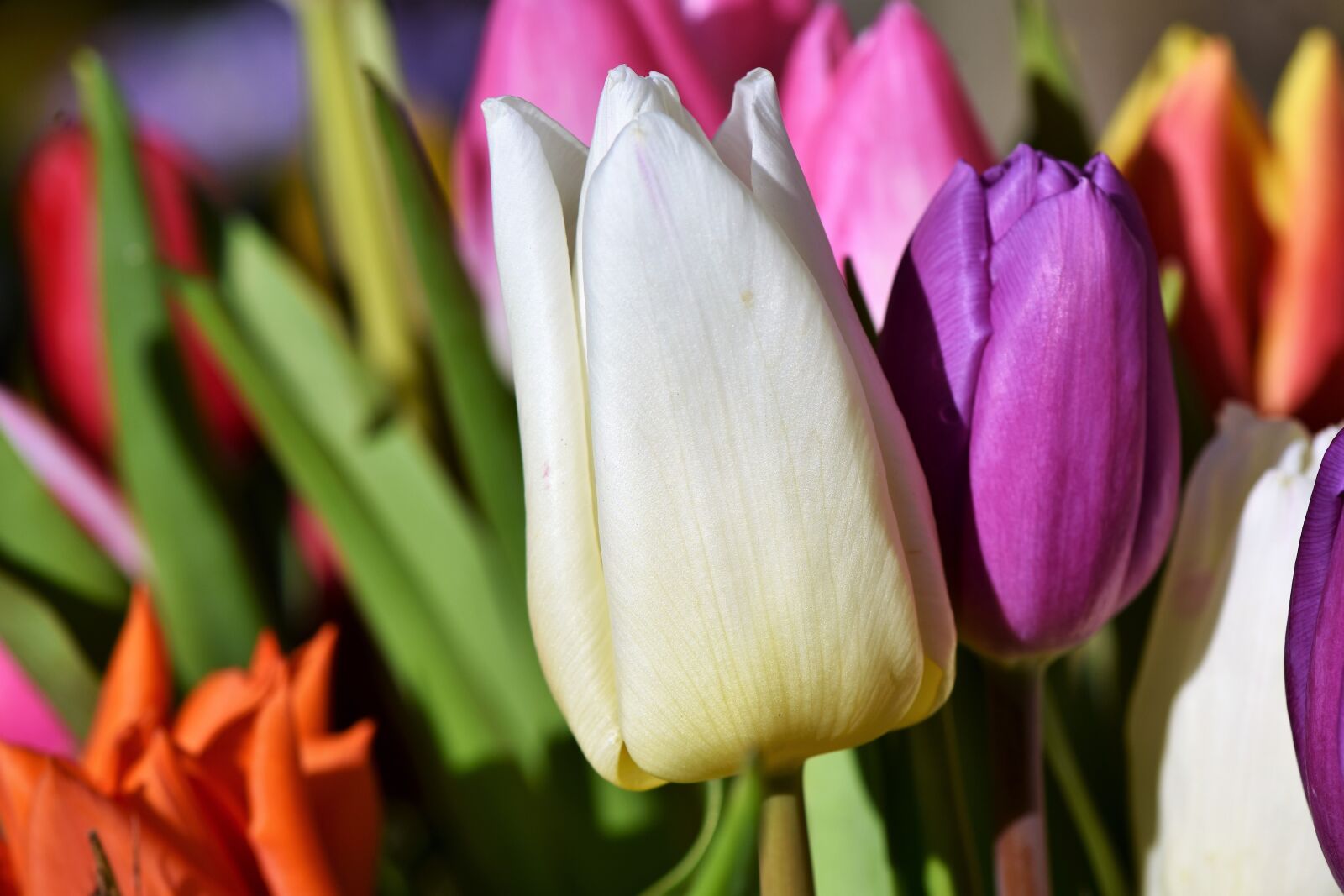 Nikon D7200 sample photo. Tulip, blossom, bloom photography