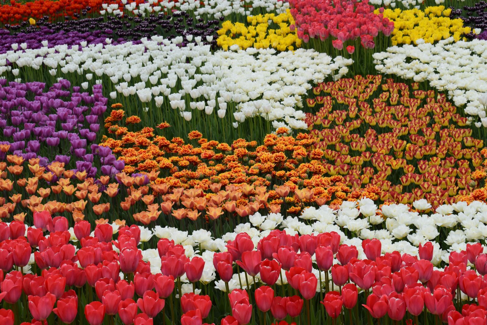 Nikon D3300 sample photo. Flowers, color, bright colors photography