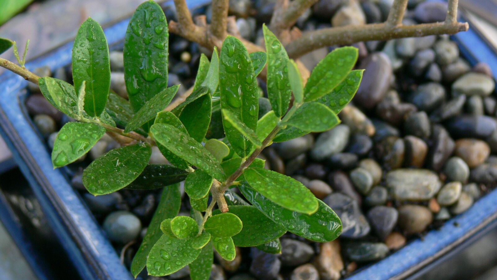 Panasonic DMC-FZ30 sample photo. Leaves, bonsai, olive photography