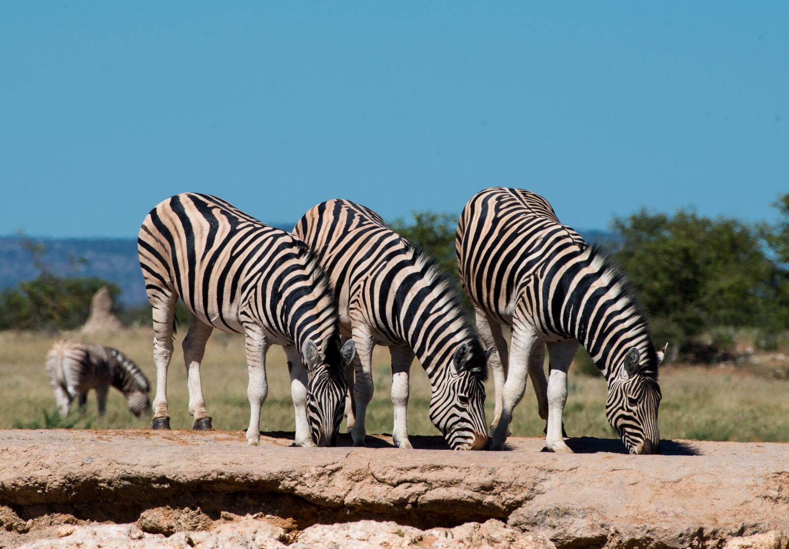 Nikon D800 sample photo. Zebras, water hole, africa photography