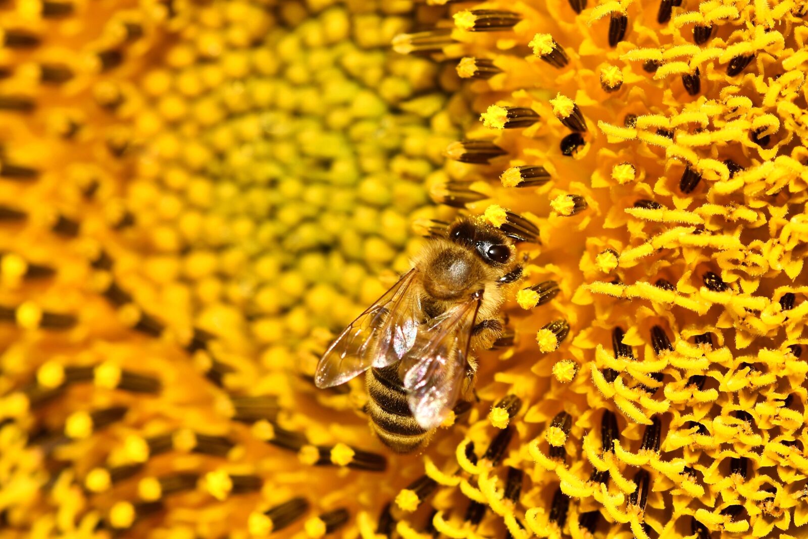 Nikon D7200 sample photo. Sunflower, bee, insect photography
