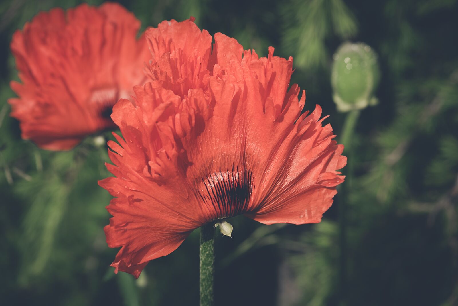 Nikon D750 sample photo. Poppy, orange, flower photography