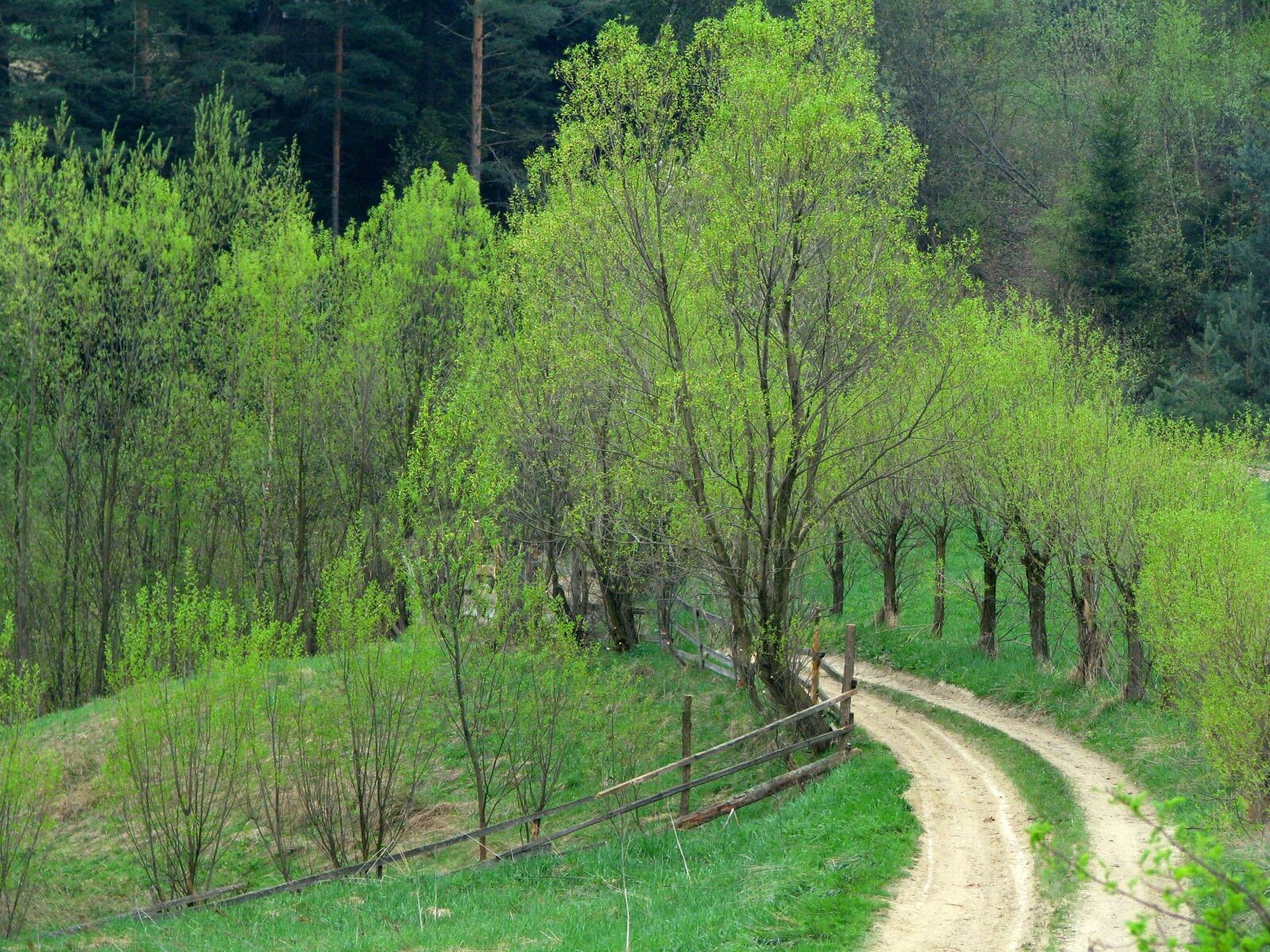 Canon POWERSHOT S5 IS sample photo. Willow, way, country road photography