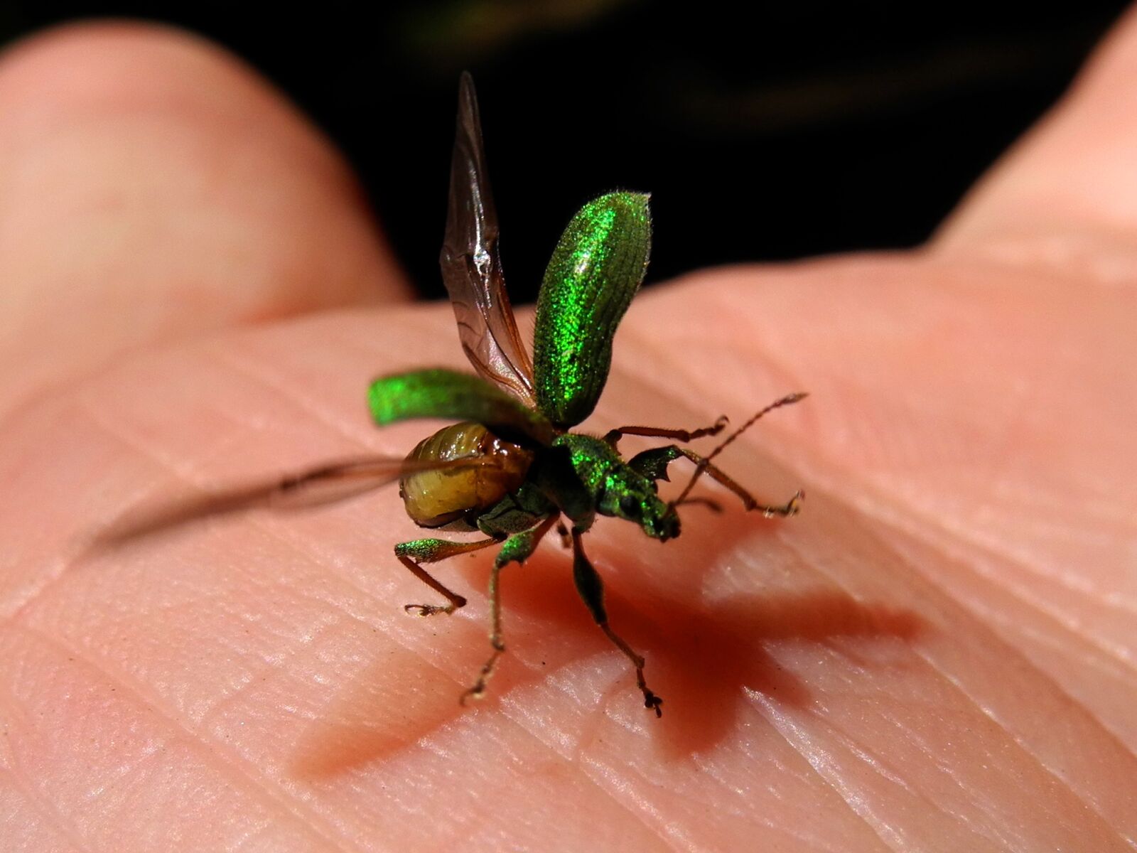Nikon Coolpix P7000 sample photo. Beetle, elytra, green photography