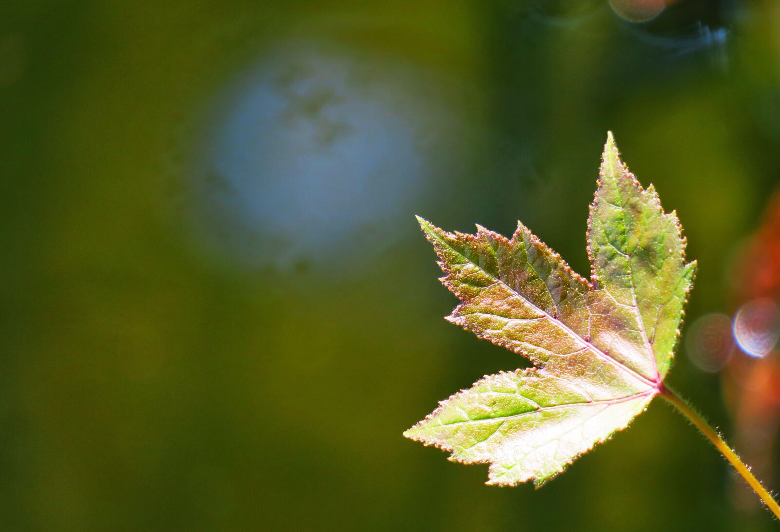 Canon PowerShot G3 X sample photo. Leaf, nature, plant photography